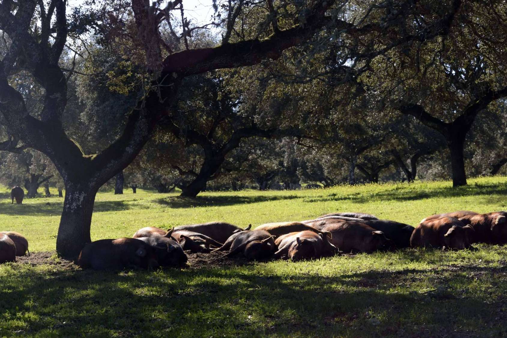 Don Ibérico y su jamón ecológico de calidad