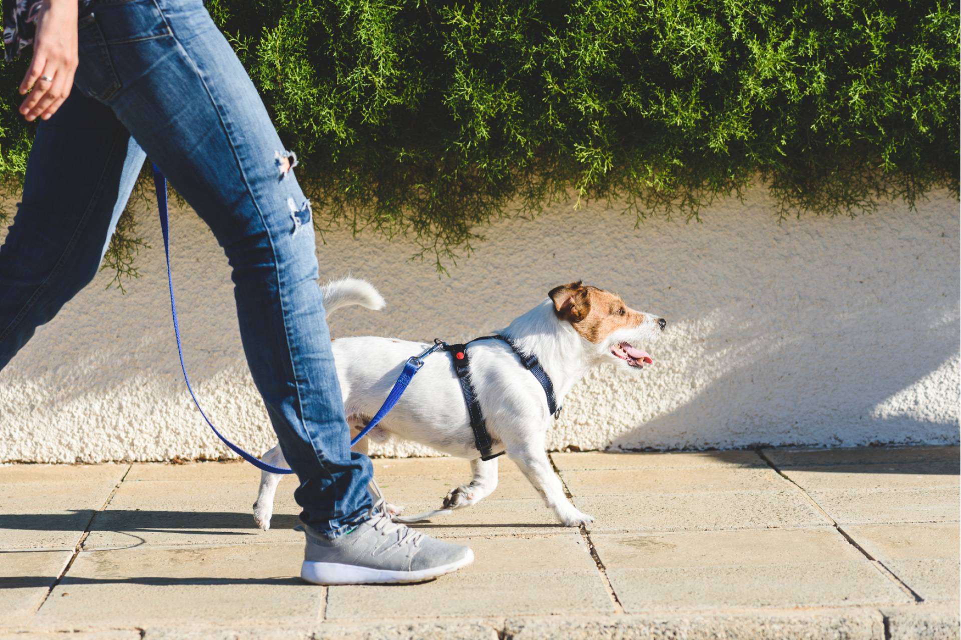 La solución a la contaminación ambiental por excrementos y orines de perros y gatos, Mascozyme® Urban Cleaner