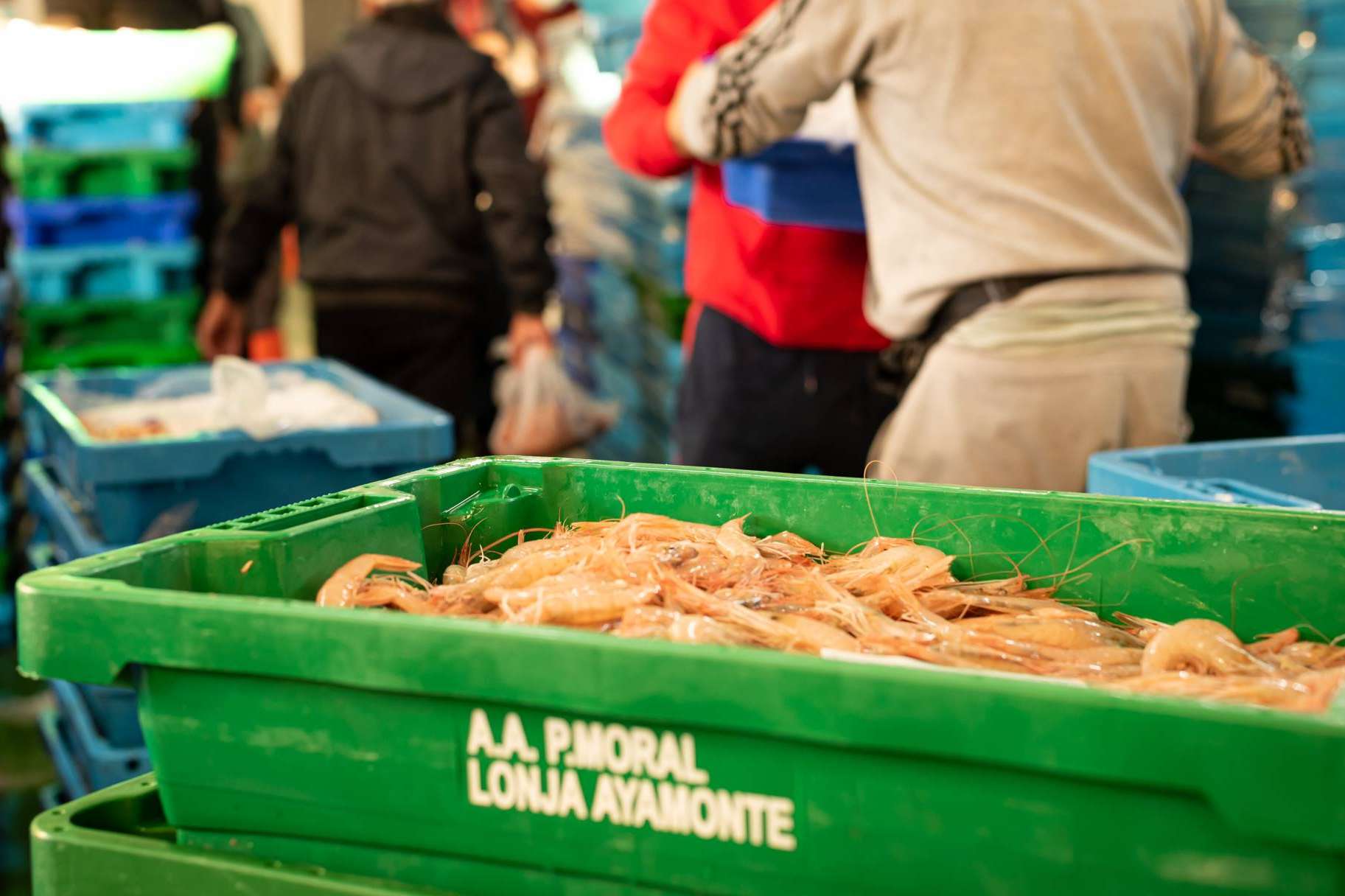 Marisco fresco muy delicioso, disponible en Lonja de Ayamonte