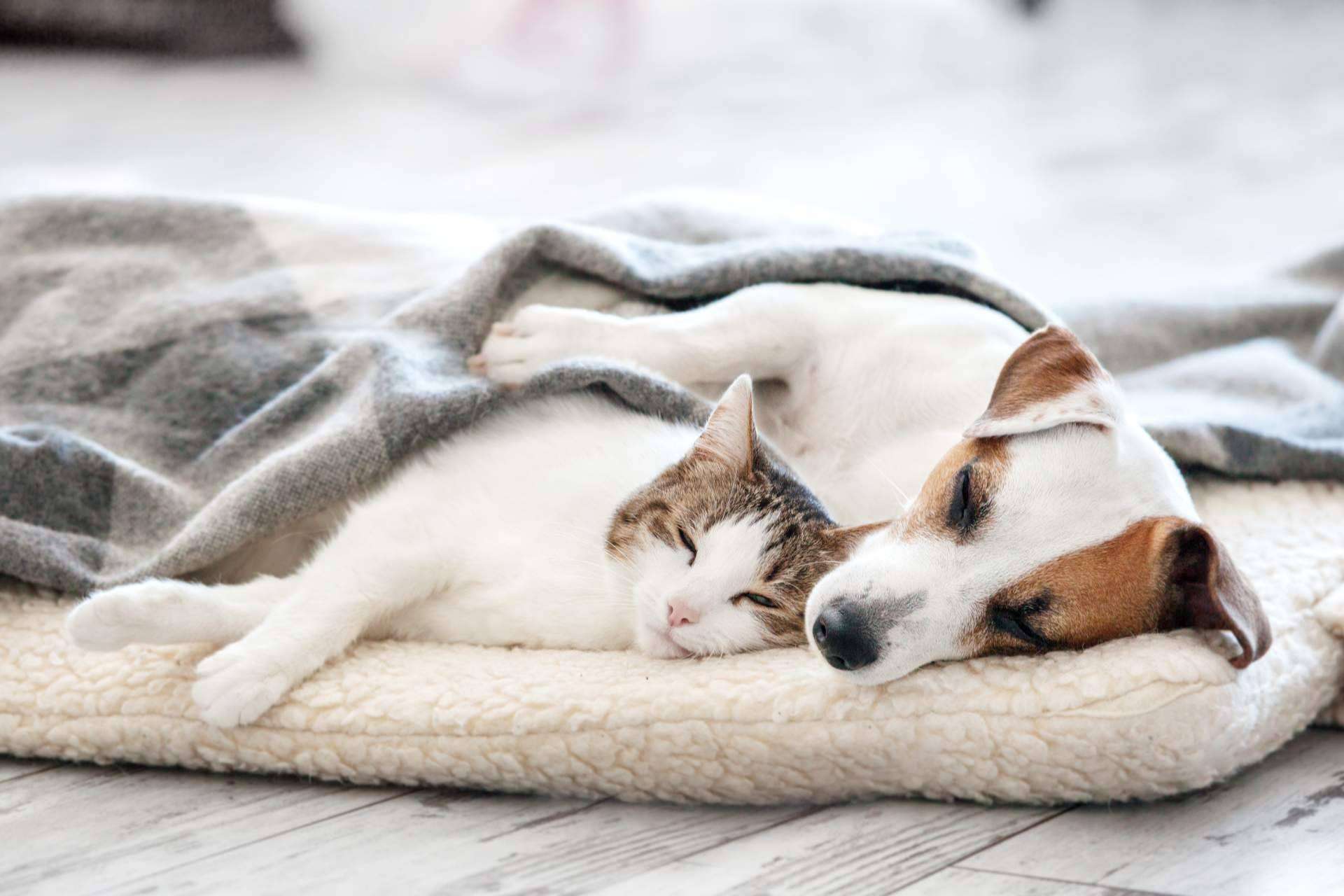 El e-commerce transparente, justo y honesto para perros y gatos (y sus dueños) es ParaPerrosyGatos