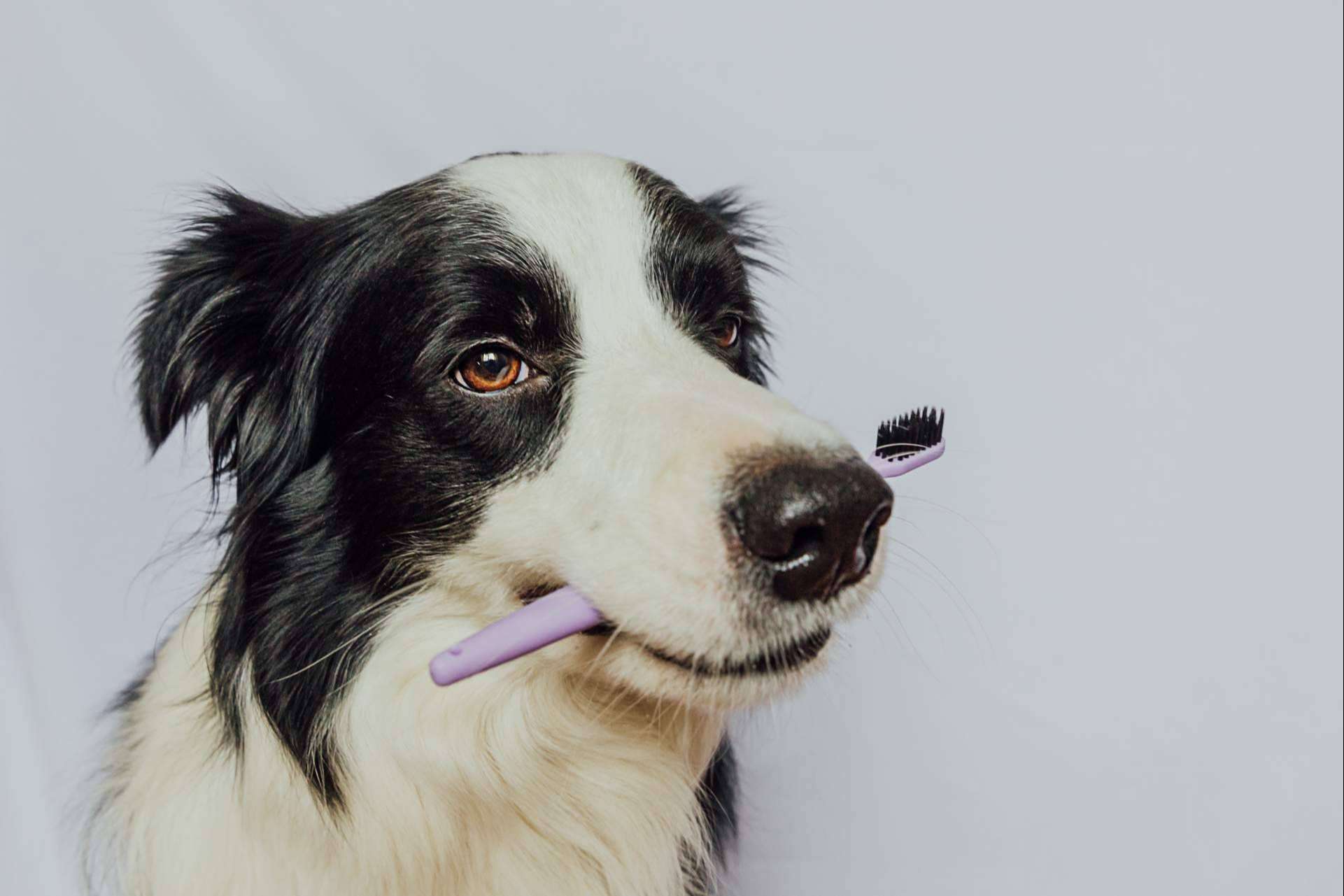 ¿Cuálos son los beneficios de los masticables para la salud dental de los perros?, por LovePets
