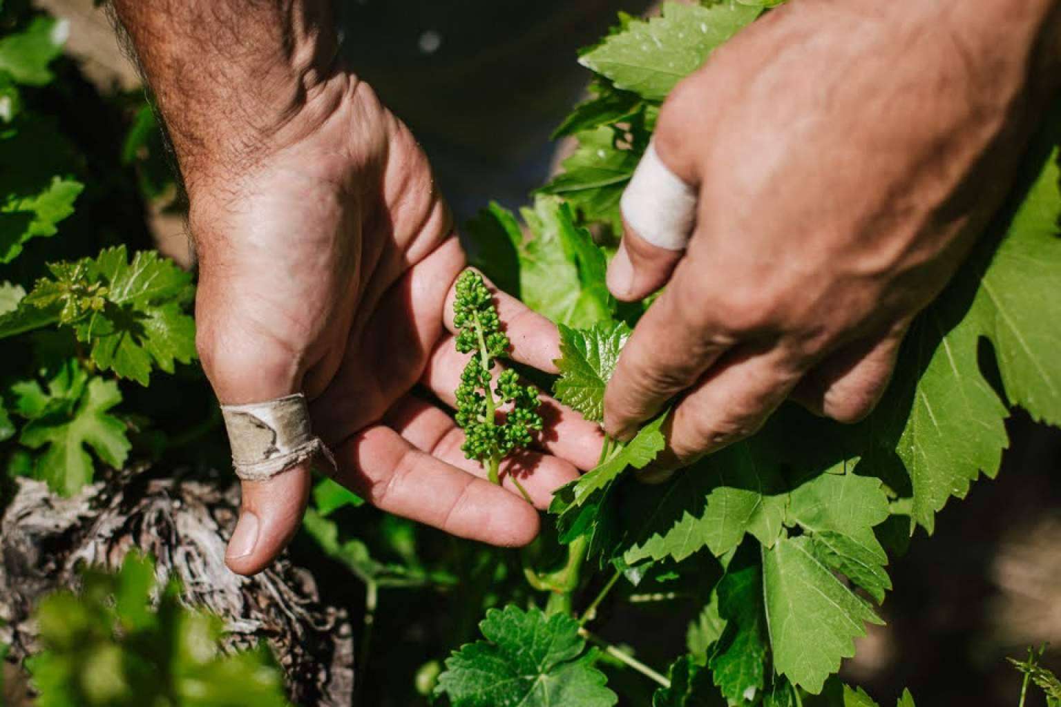 La comunicación en el mundo del vino