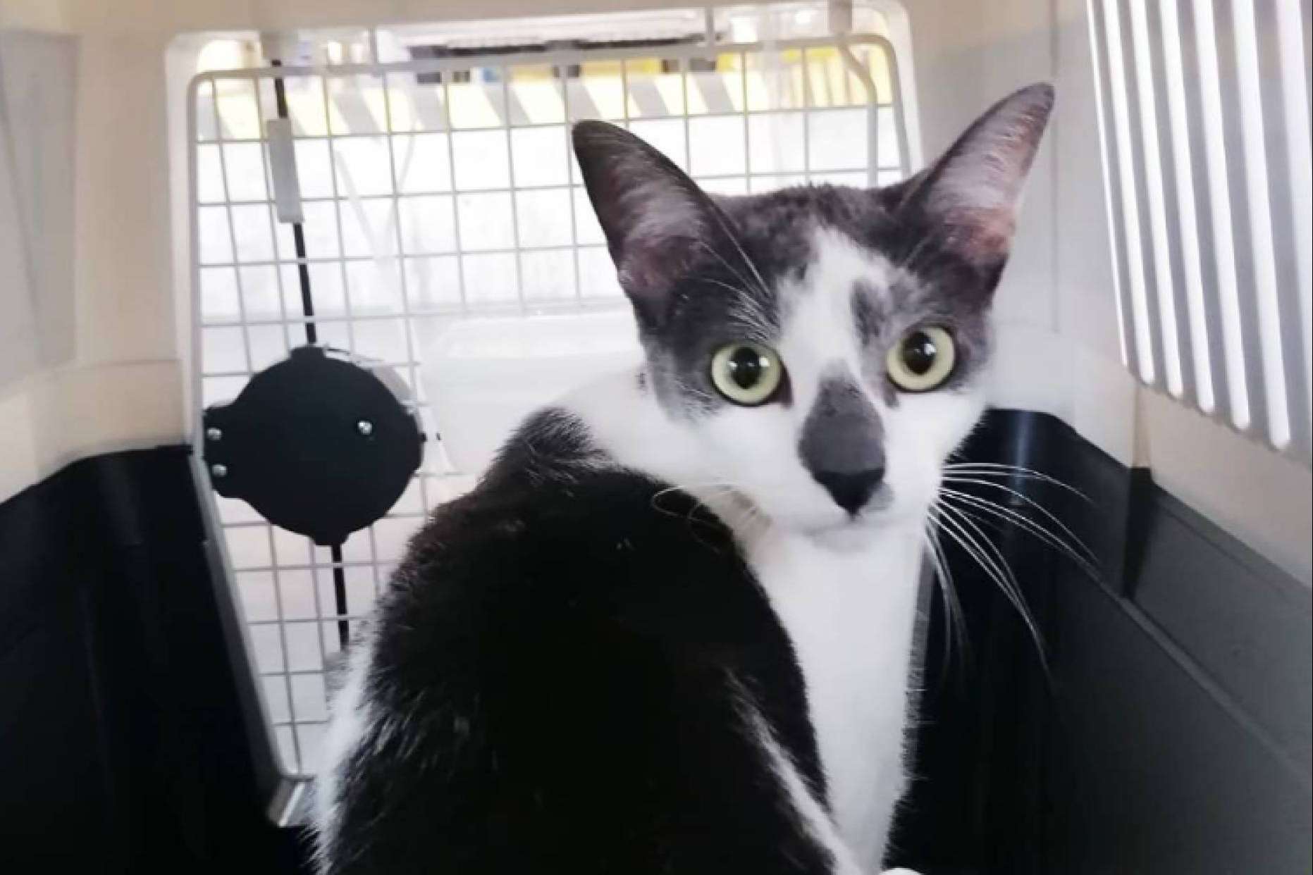 ¿Cómo debe ser el transportín para el traslado de mascotas en avión?