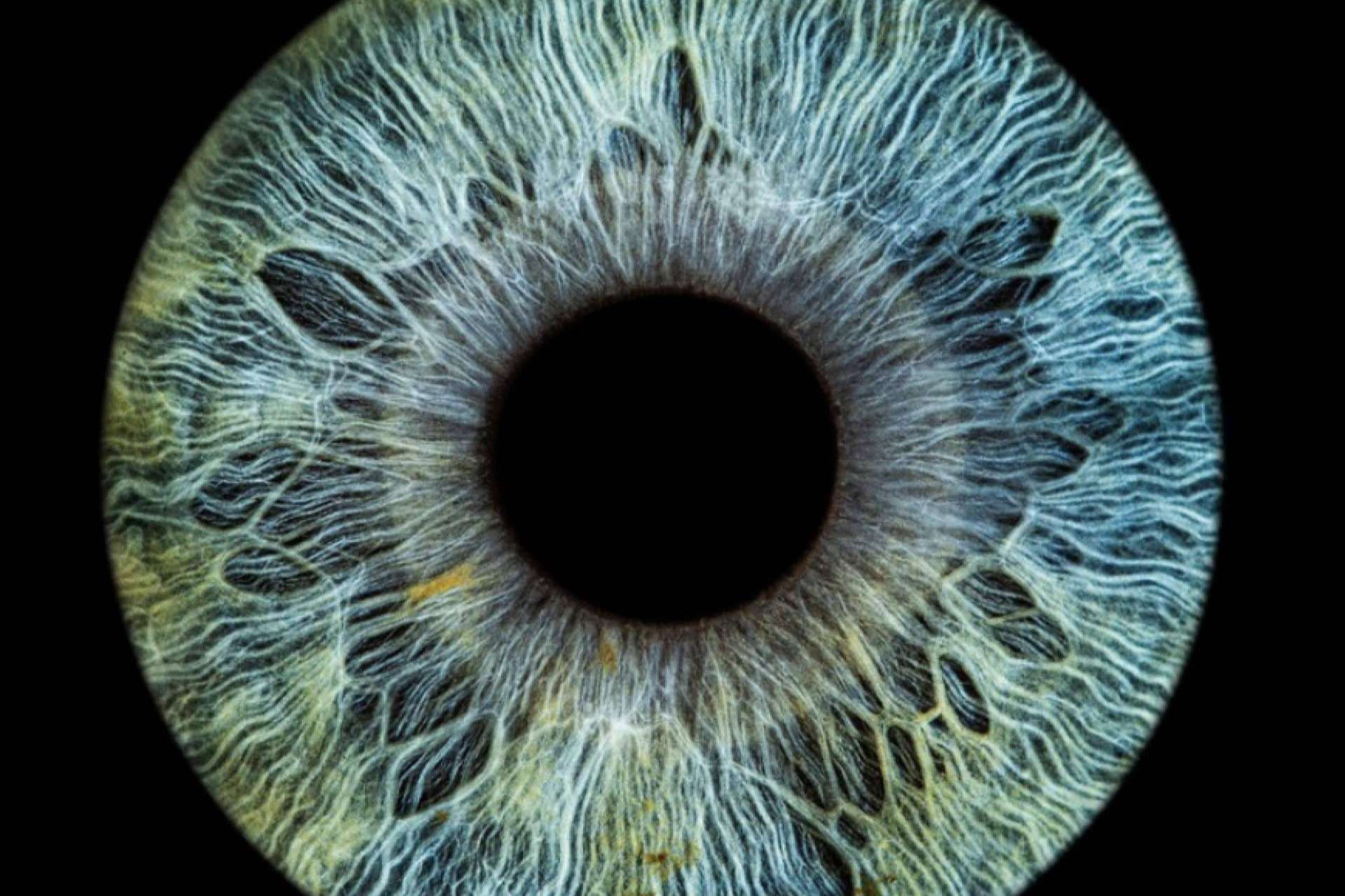 Eyecos, nueva técnica fotográfica de alta definición del iris