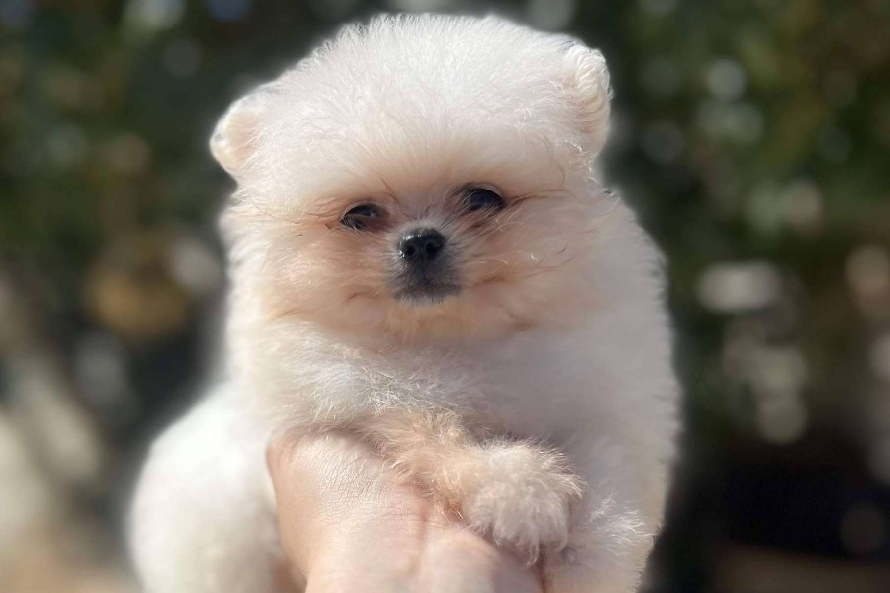 Perros caniches toy en Los Luceros de Vandalia