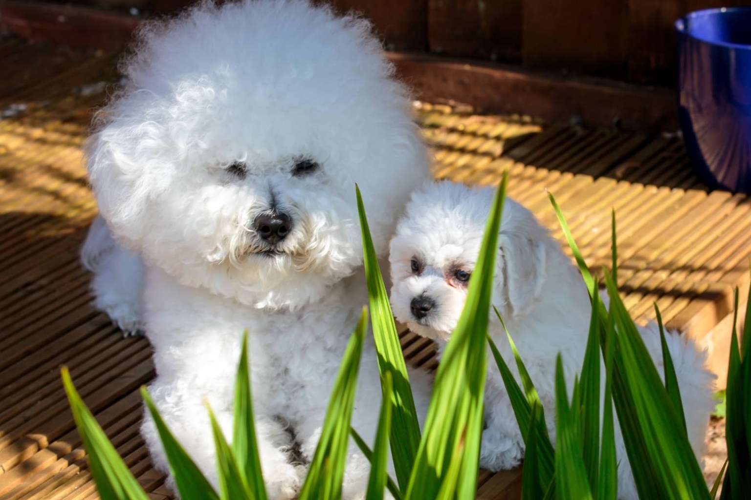 Maltés Lovers, el proyecto especializado en encontrar criadores caninos fiables de perros de raza pequeña