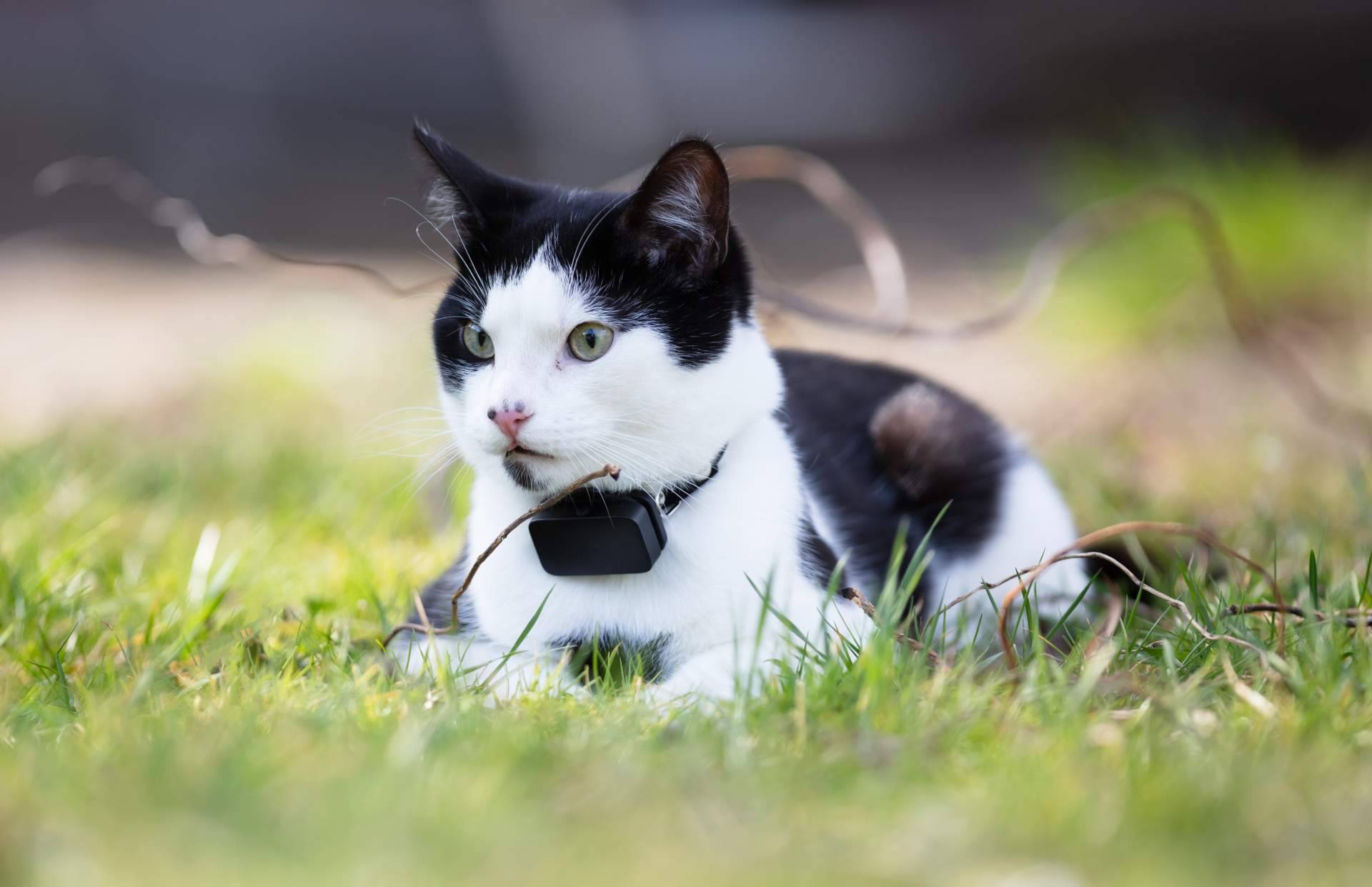 MascotaPerdida112.com ayuda a encontrar animales de compañía perdidos en las redes sociales
