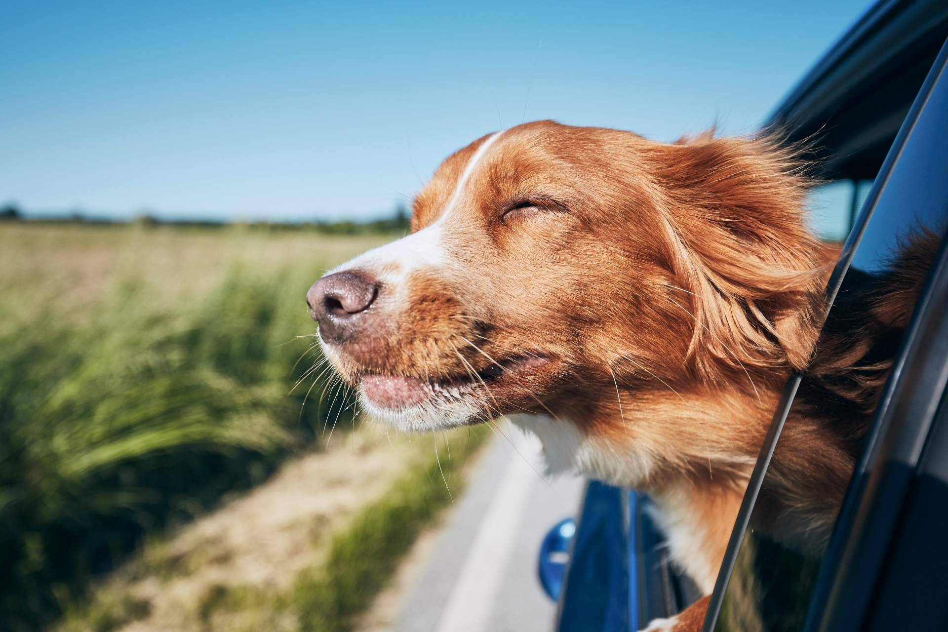 Qué hay que tener en cuenta al viajar con un perro