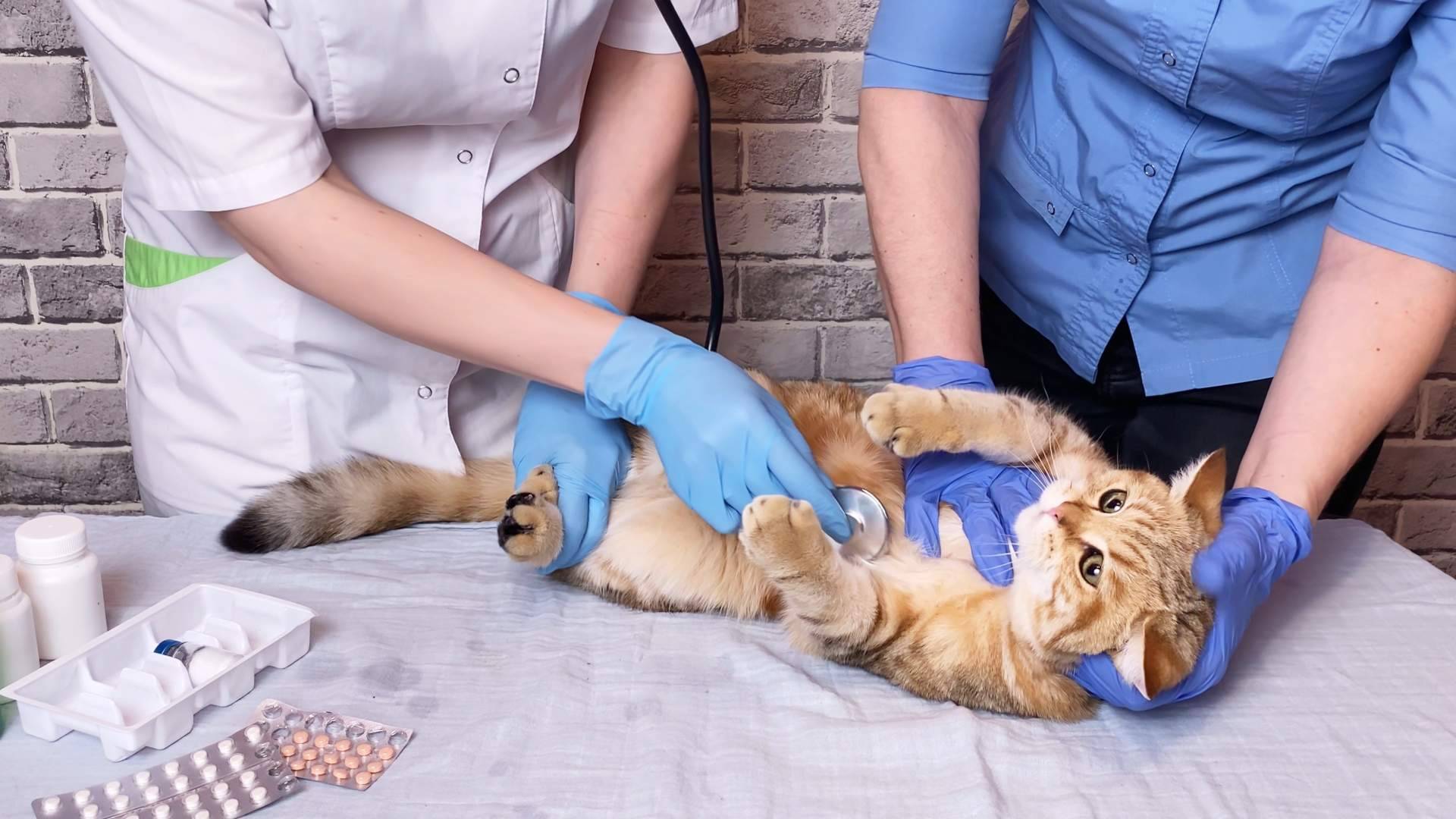 VETFORMACIÓN ofrece una formación presencial en 31 ciudades de España