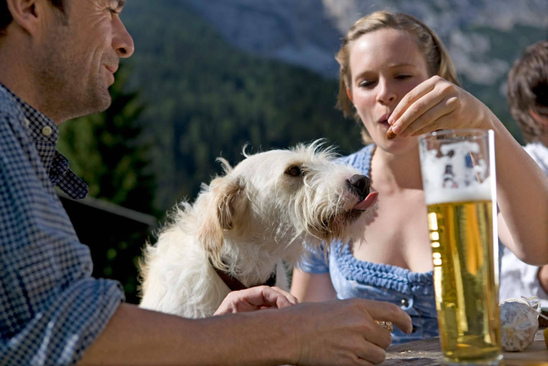 Los beneficios de adoptar perros pequeños en las grandes ciudades