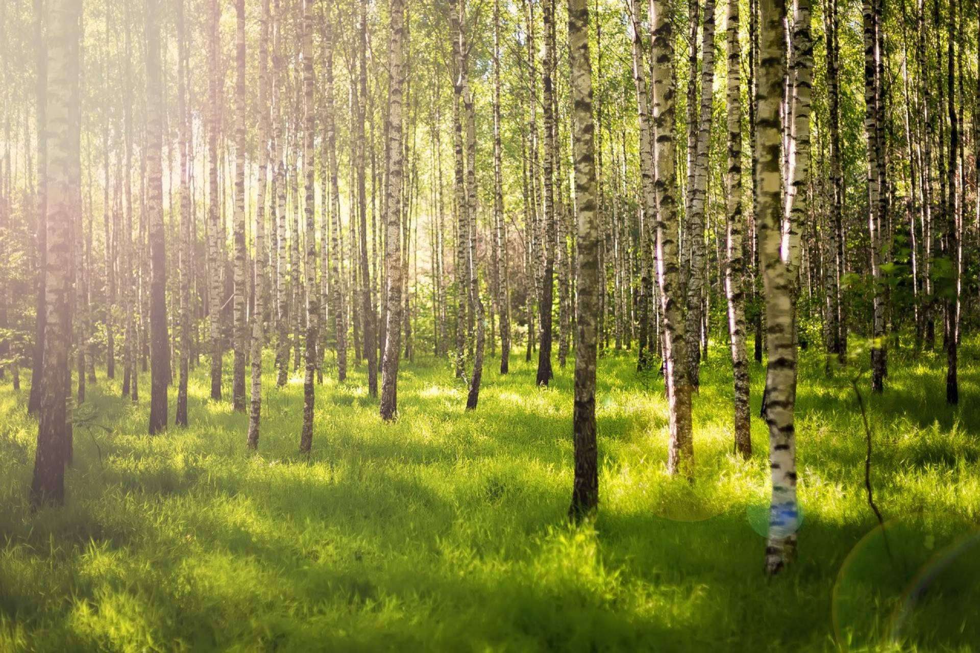 El bosque Cleardent