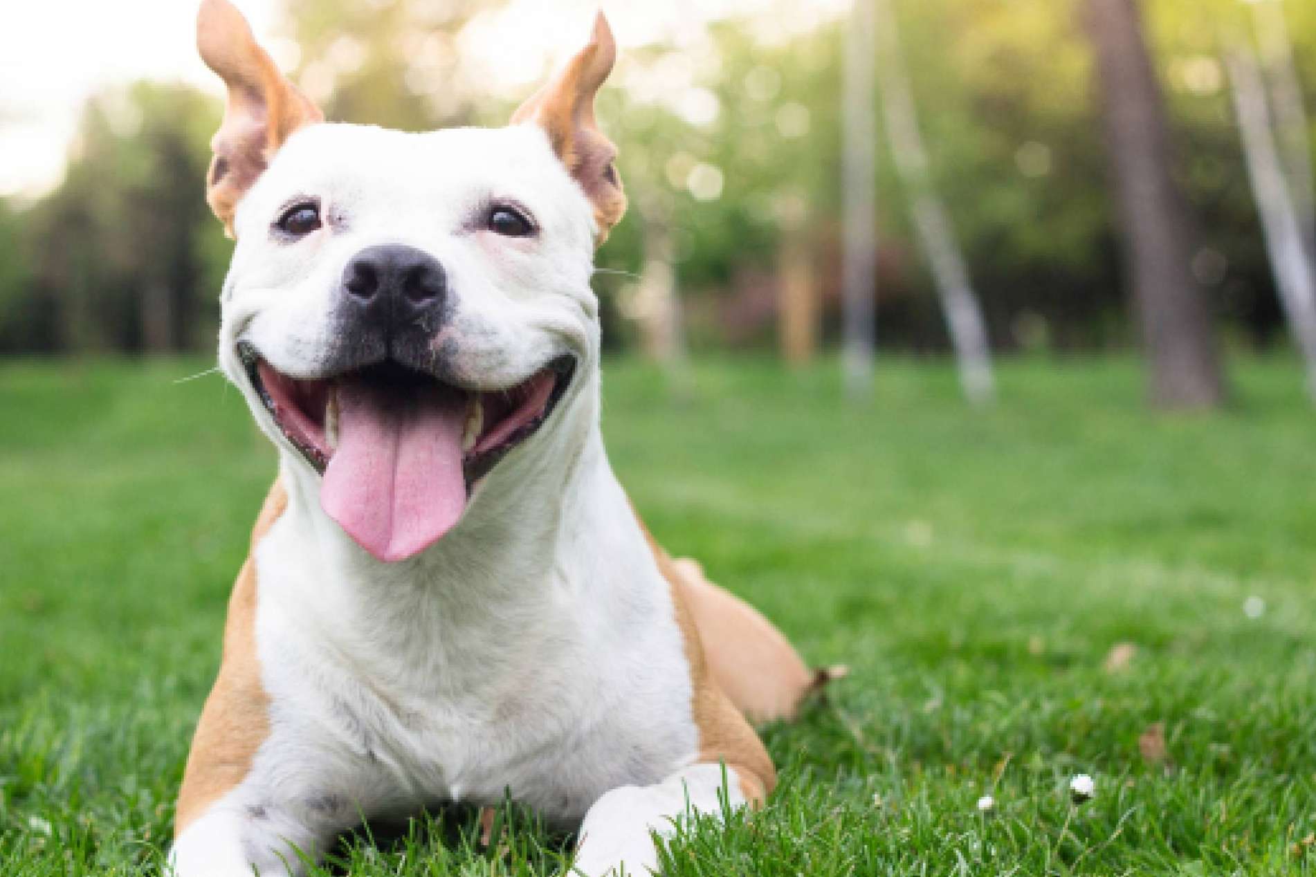 ¿Qué se debe saber sobre la nueva Ley Estatal de Protección Animal y la modificación del Código Penal?