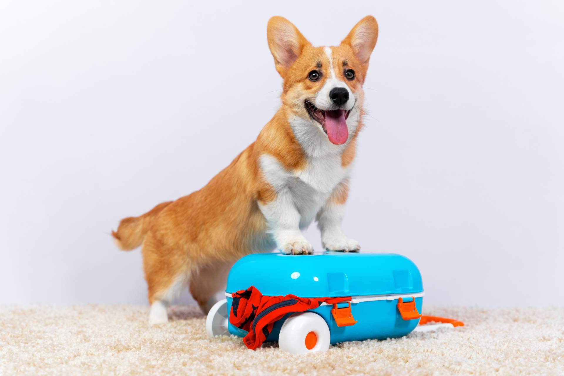 ¿Cuáles son los mejores consejos para planificar las vacaciones cuando hay animales de compañía en la familia?