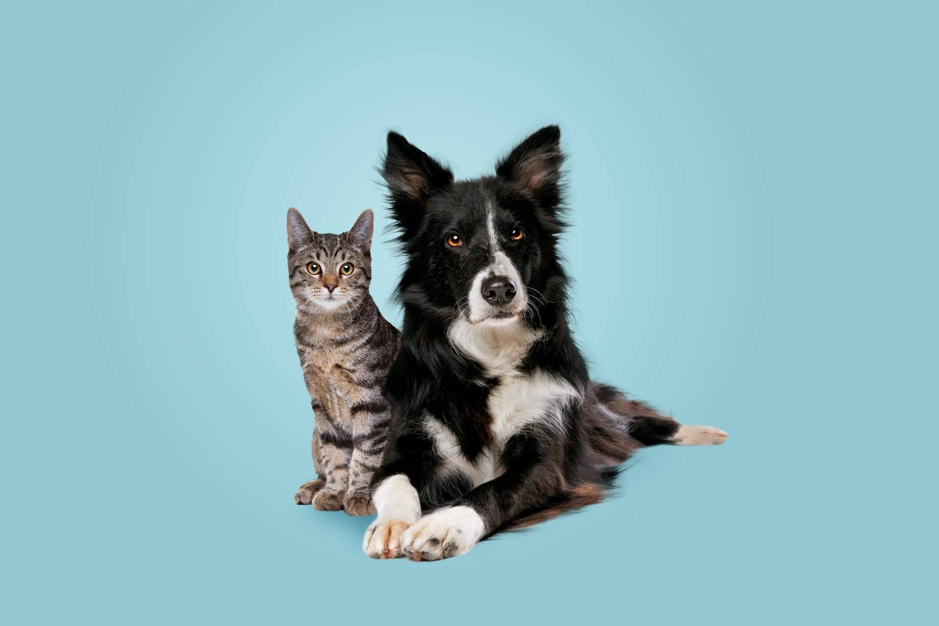 Tratar los problemas de conducta de la mano de un etólogo a través de la consultoría online de DogCareBcn