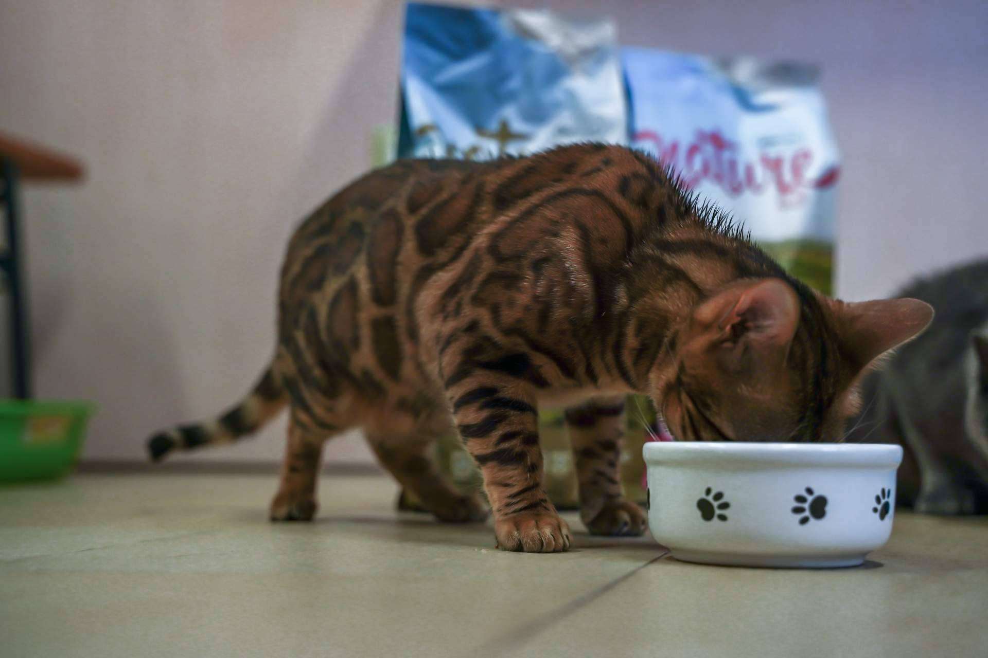 Pienso para perros sin cereales, con la gama Nature de Satisfaction