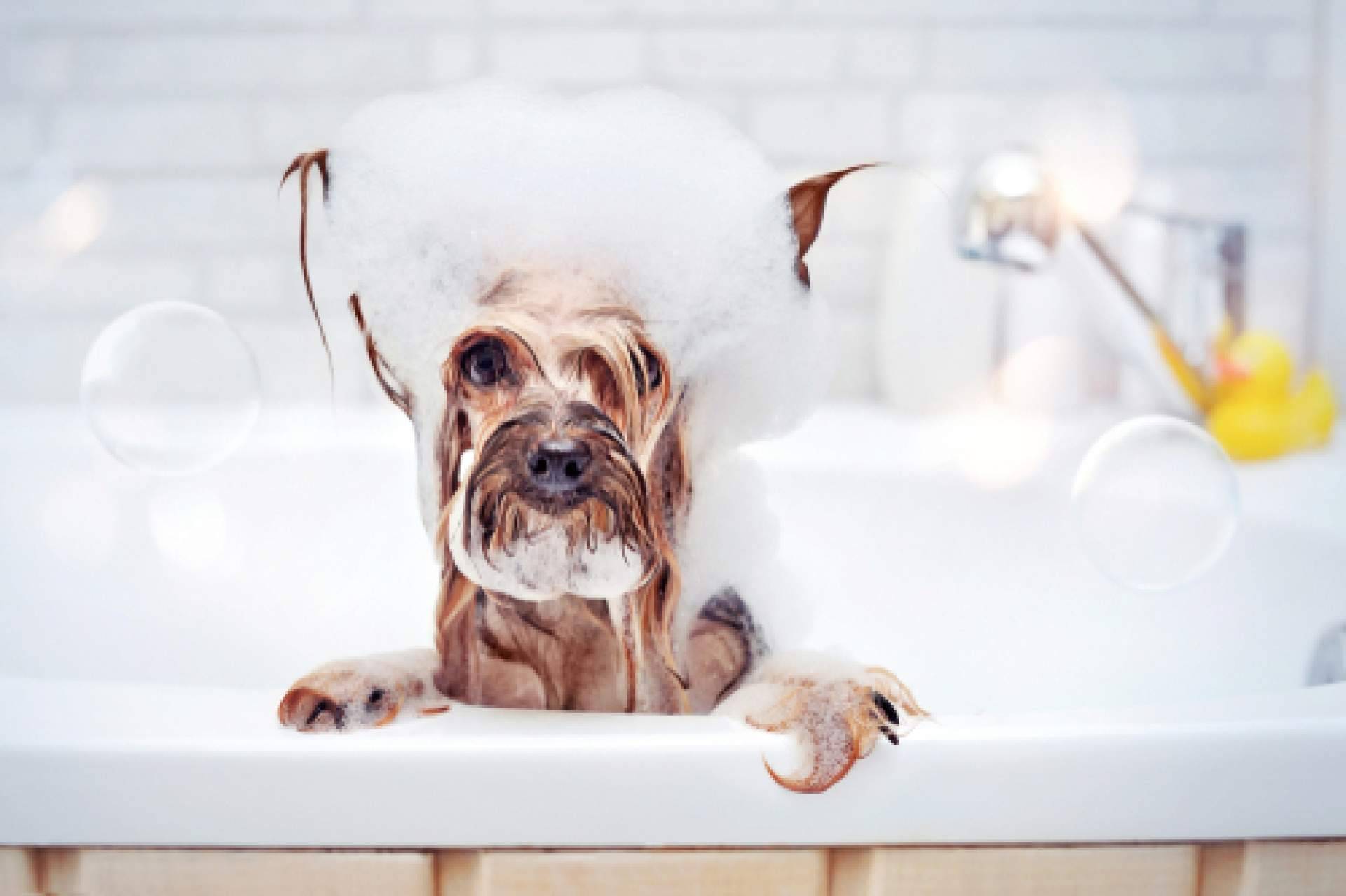 4Huellas, el distribuidor de la marca de productos de cosmética para peluquerías caninas Yuup!