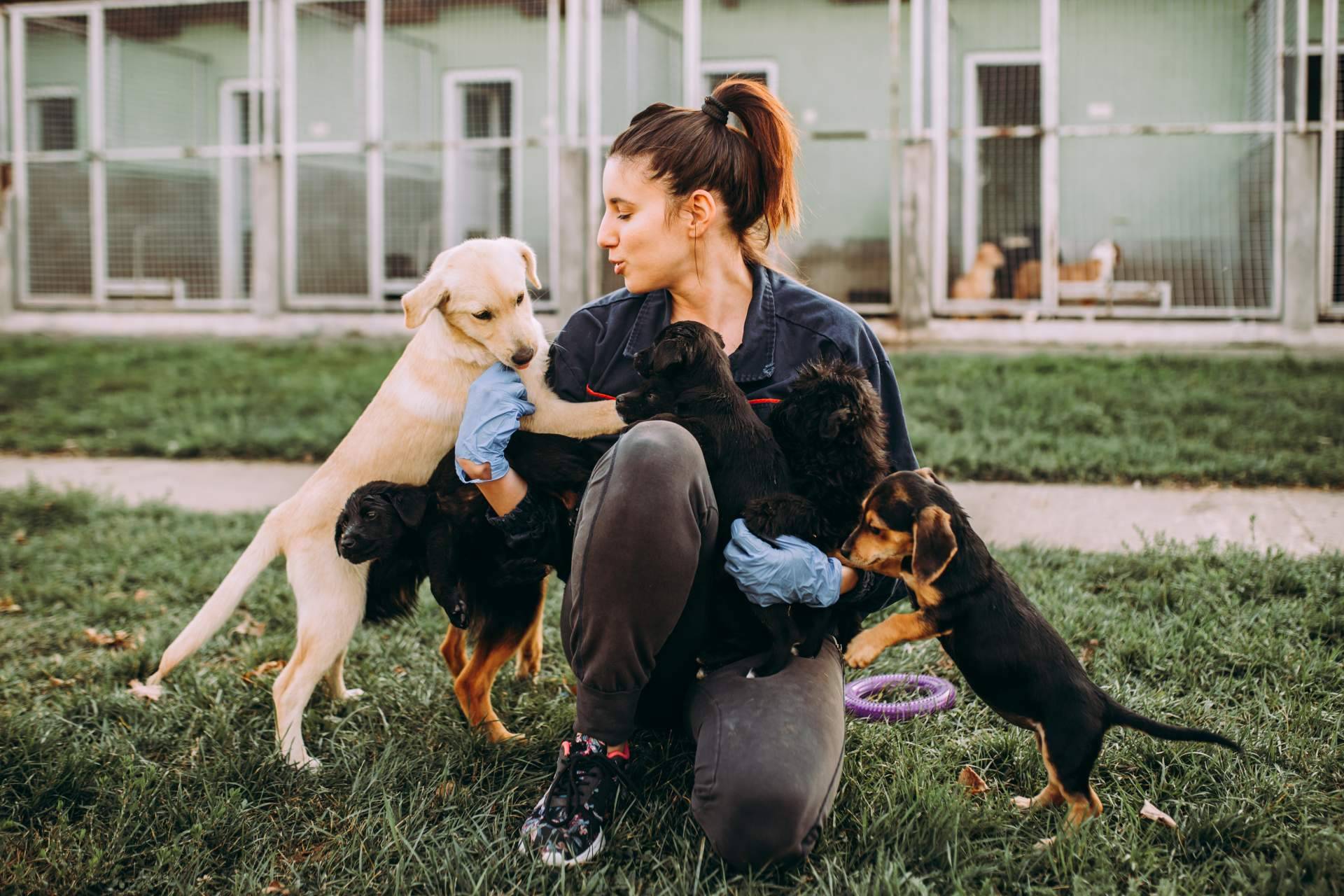 ¡La clave para encontrar el compañero peludo perfecto!, el buscador de perros y gatos en adopción de ADOPTA