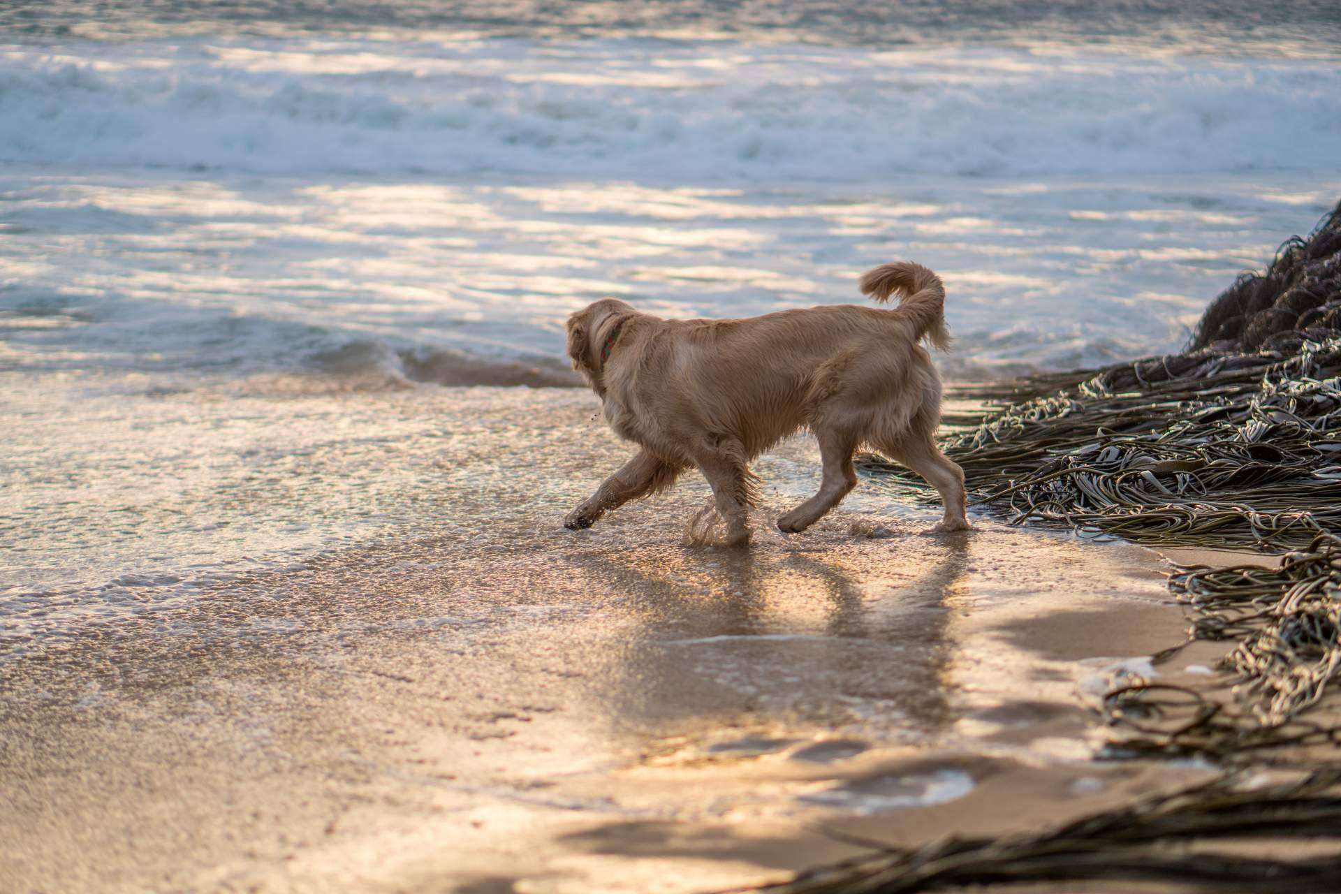 ADOPTA, un buscador pet friendly. Cómo encontrar lugares para disfrutar con un perro