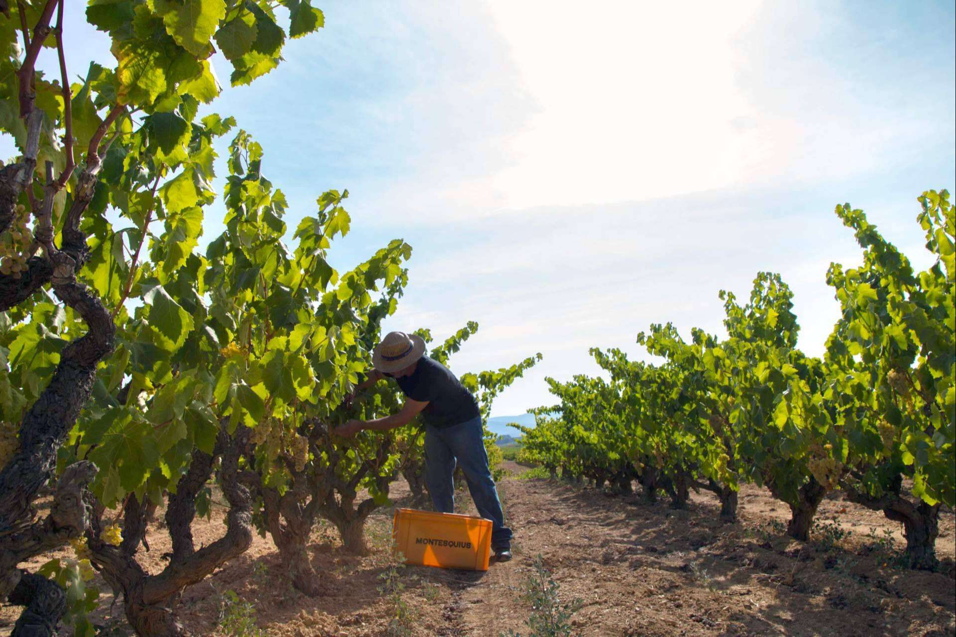 Los vinos ecológicos de Naturalovers Wine; una experiencia libre de químicos muy auténtica