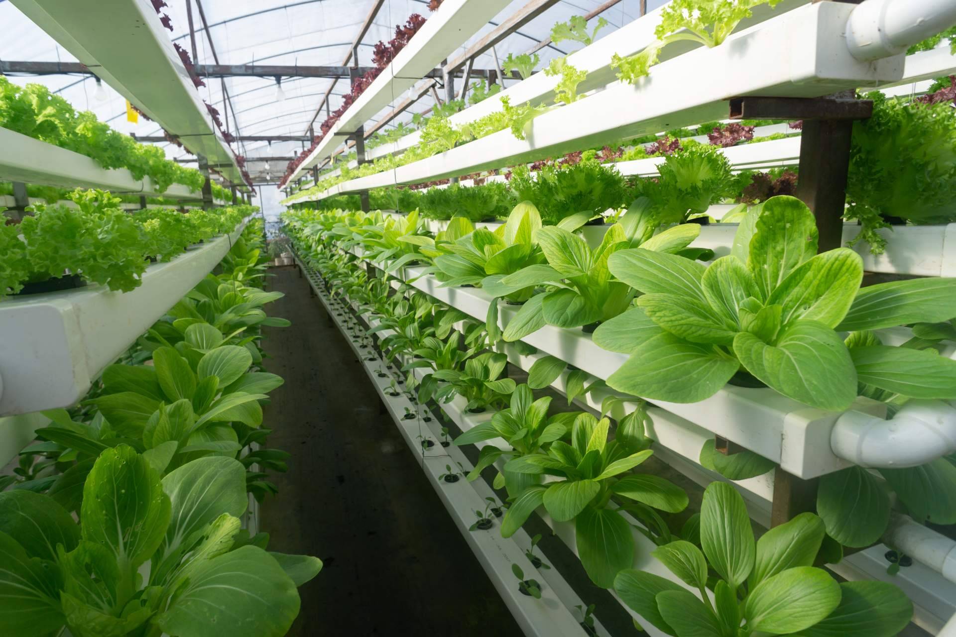 Poner en marcha campos de agricultura vertical con ayuda de la consultoría especializada de PVAI
