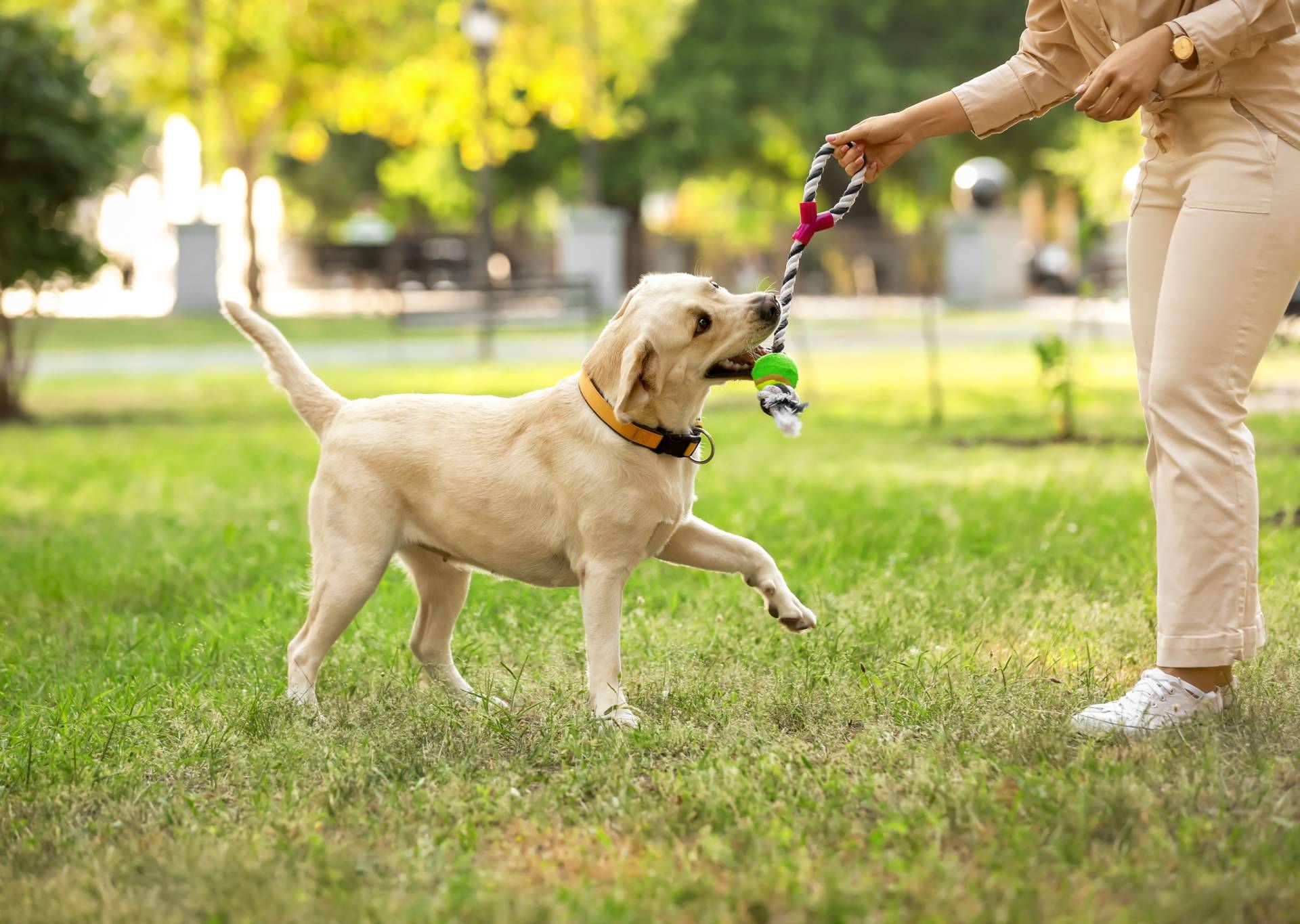 Convertir la pasión en un negocio con las becas de emprendimiento El Perro Feliz