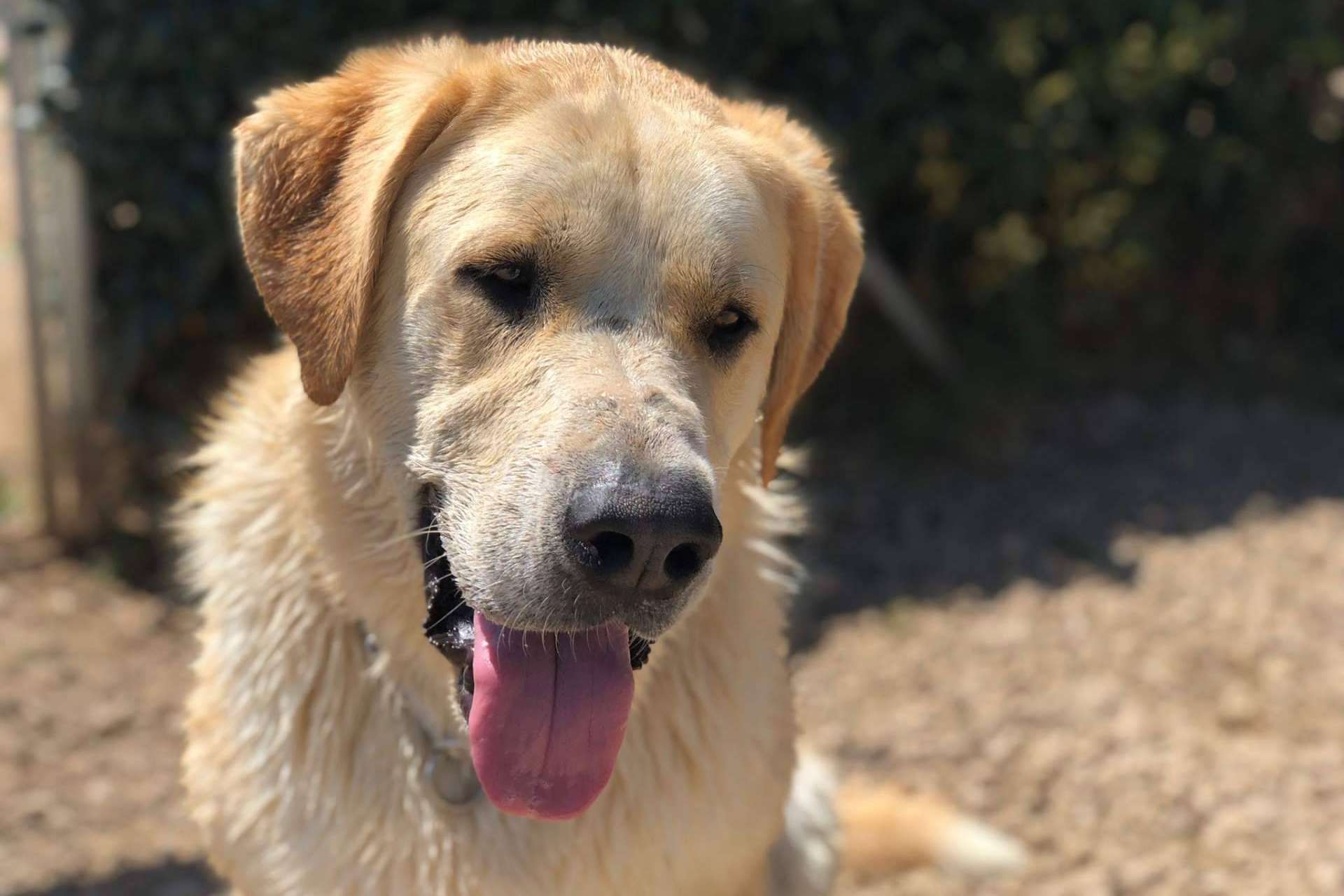 Lujoso hotel residencia canina con piscina en Madrid