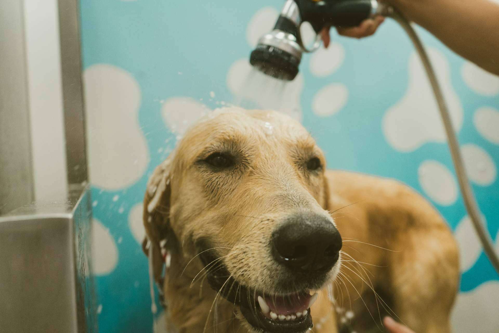 Chapoteando ofrece distintos servicios para alentar el bienestar y cuidado mascotas en España