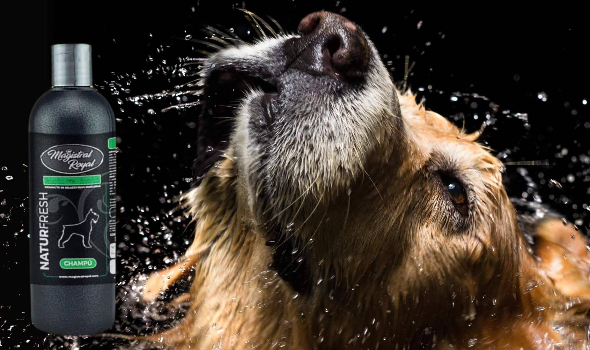 Magistral Royal presenta Natur Fresh; el champú natural repelente para perros y gatos