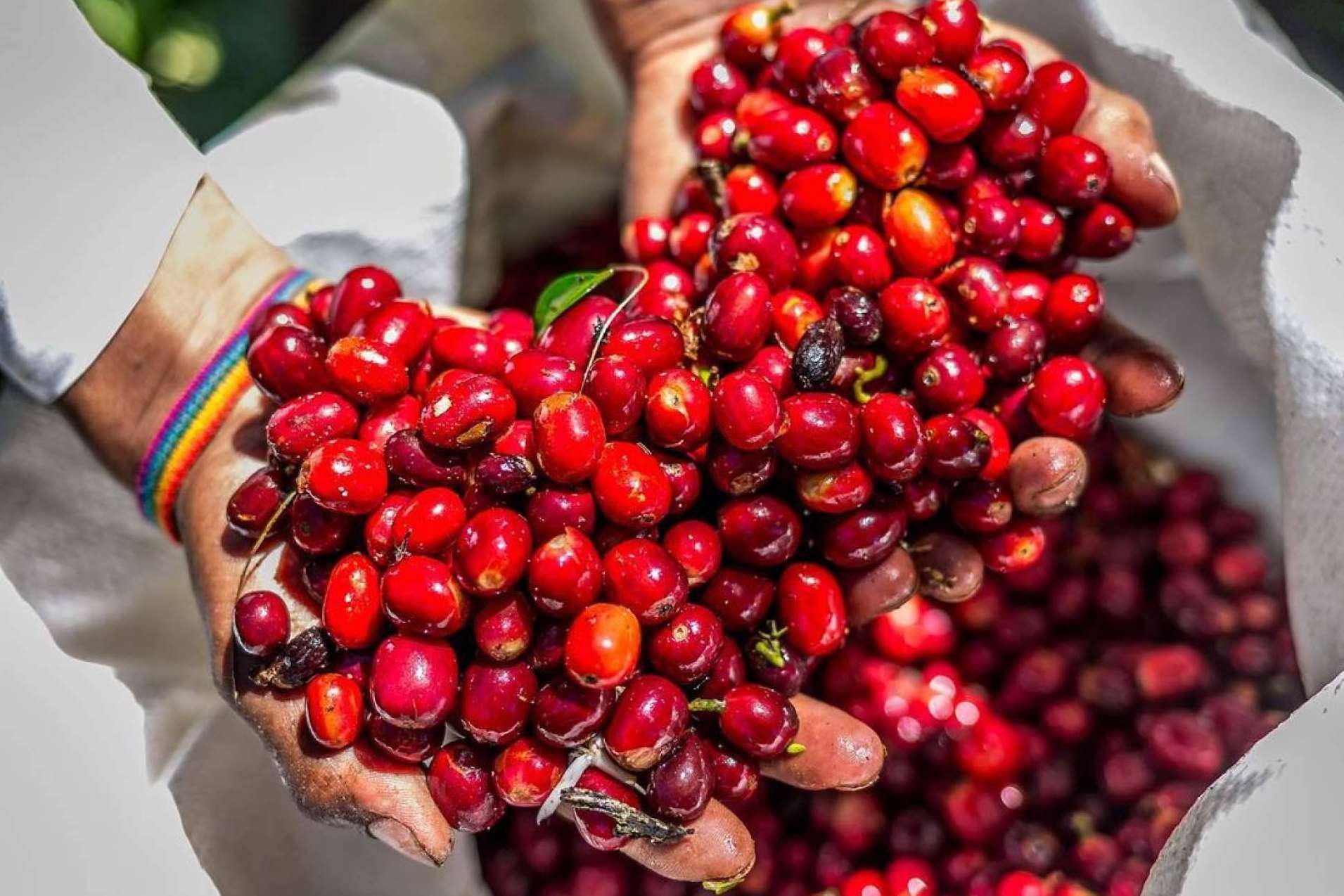 El Auge del Café de Lujo, cómo Catuai está transformando la experiencia del buen café