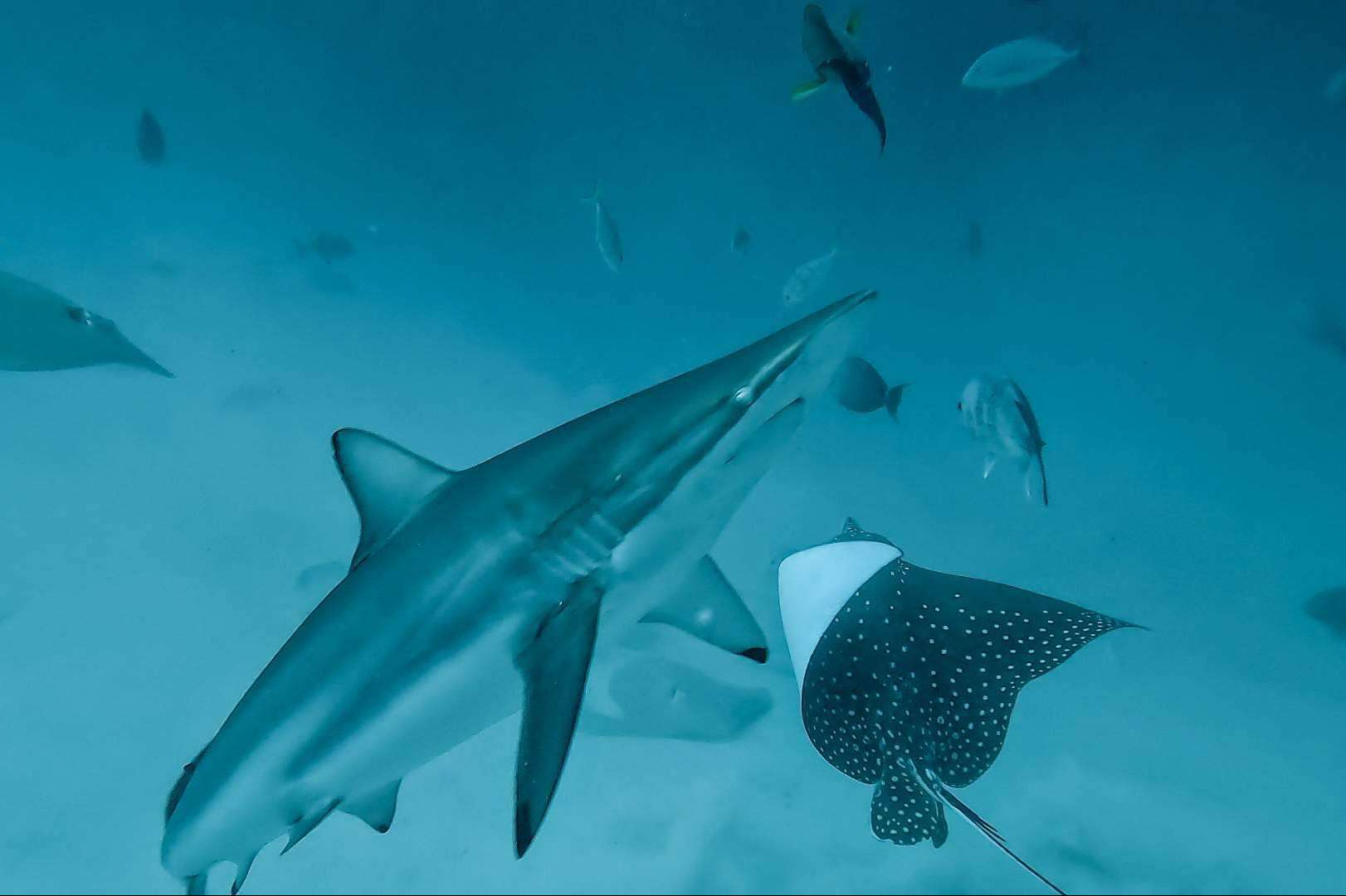 Descubrimiento de fauna marina con las excursiones de submarinismo de Drop Dive Maldives