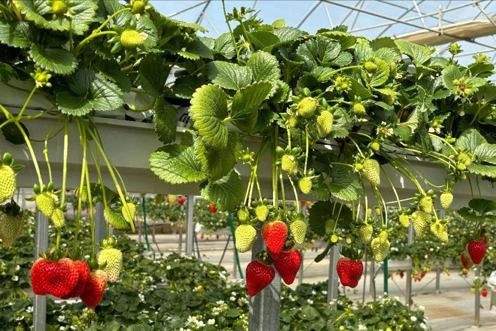 Cultivo de fresas saludables con las bolsas de cultivo de Pelemix