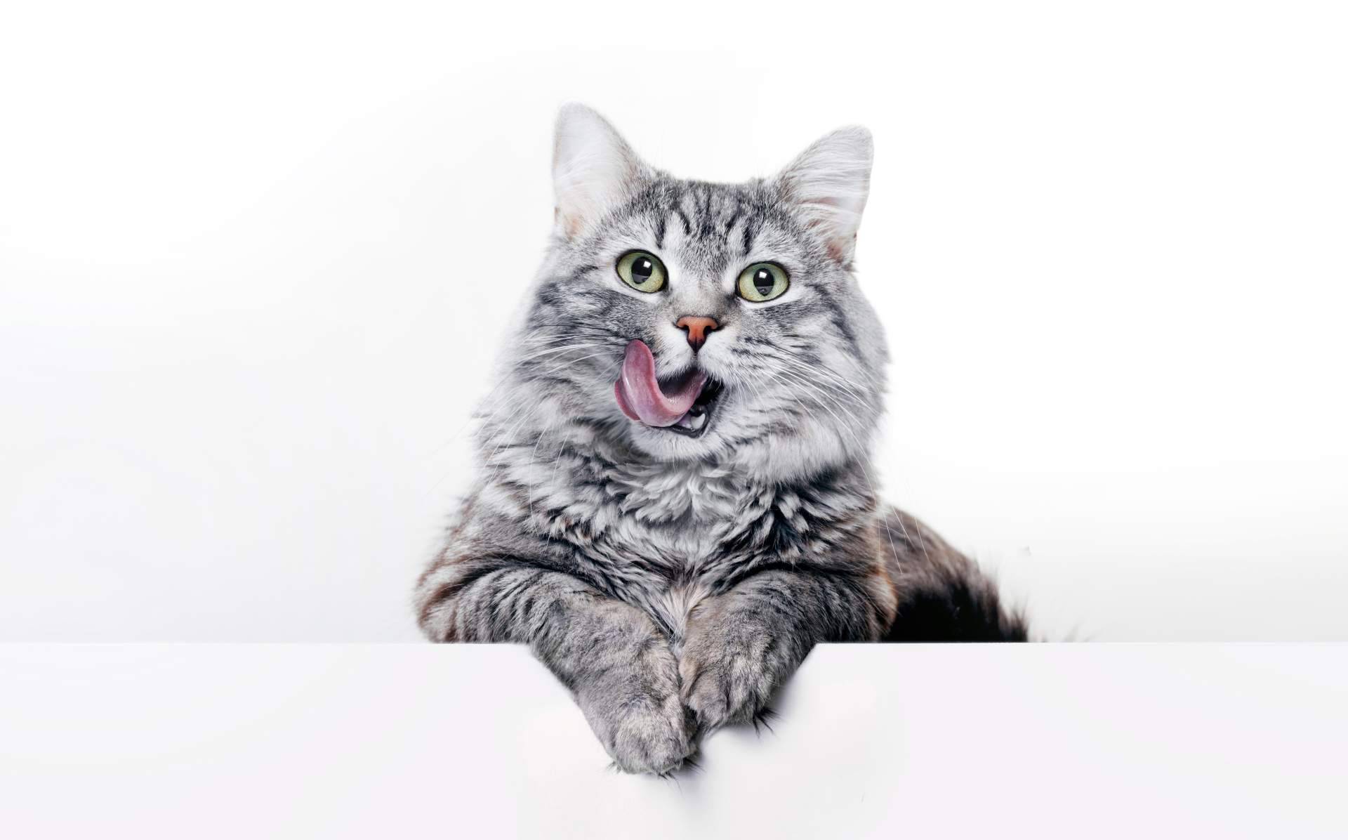 Canxana, cuidado completo para la alimentación del gato