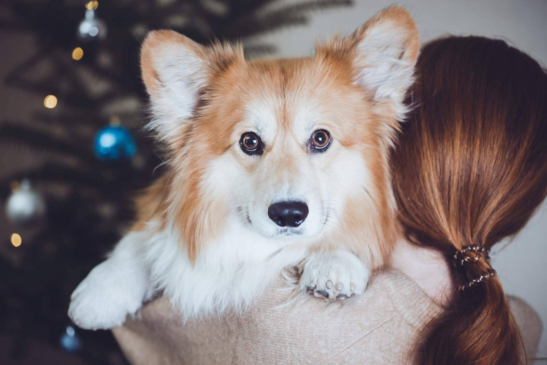 Lo que hay que saber del enfriamiento en los perros, por CanXana