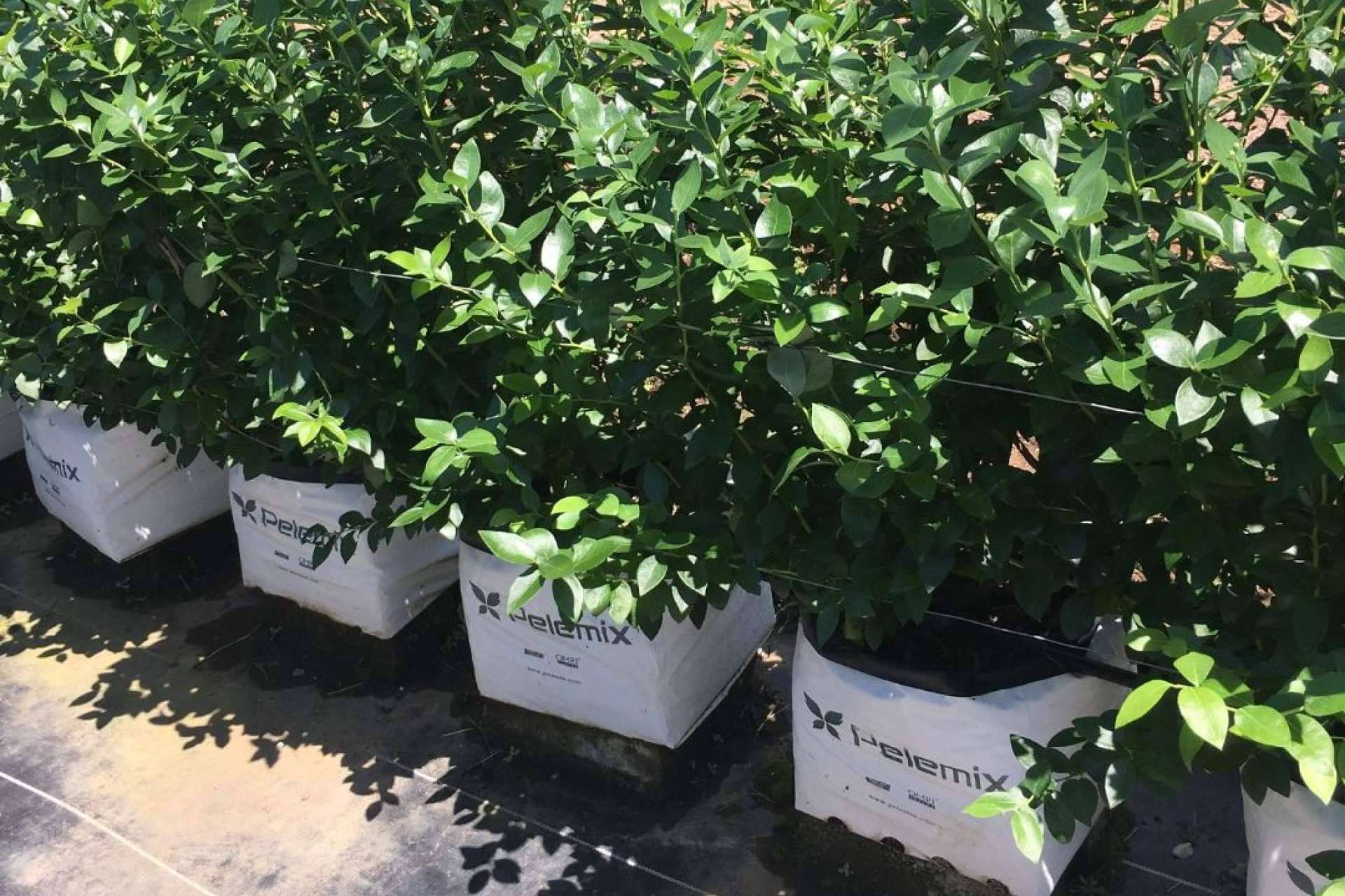 Fibra de Coco de Pelemix, la alternativa eficiente y sostenible en la agricultura