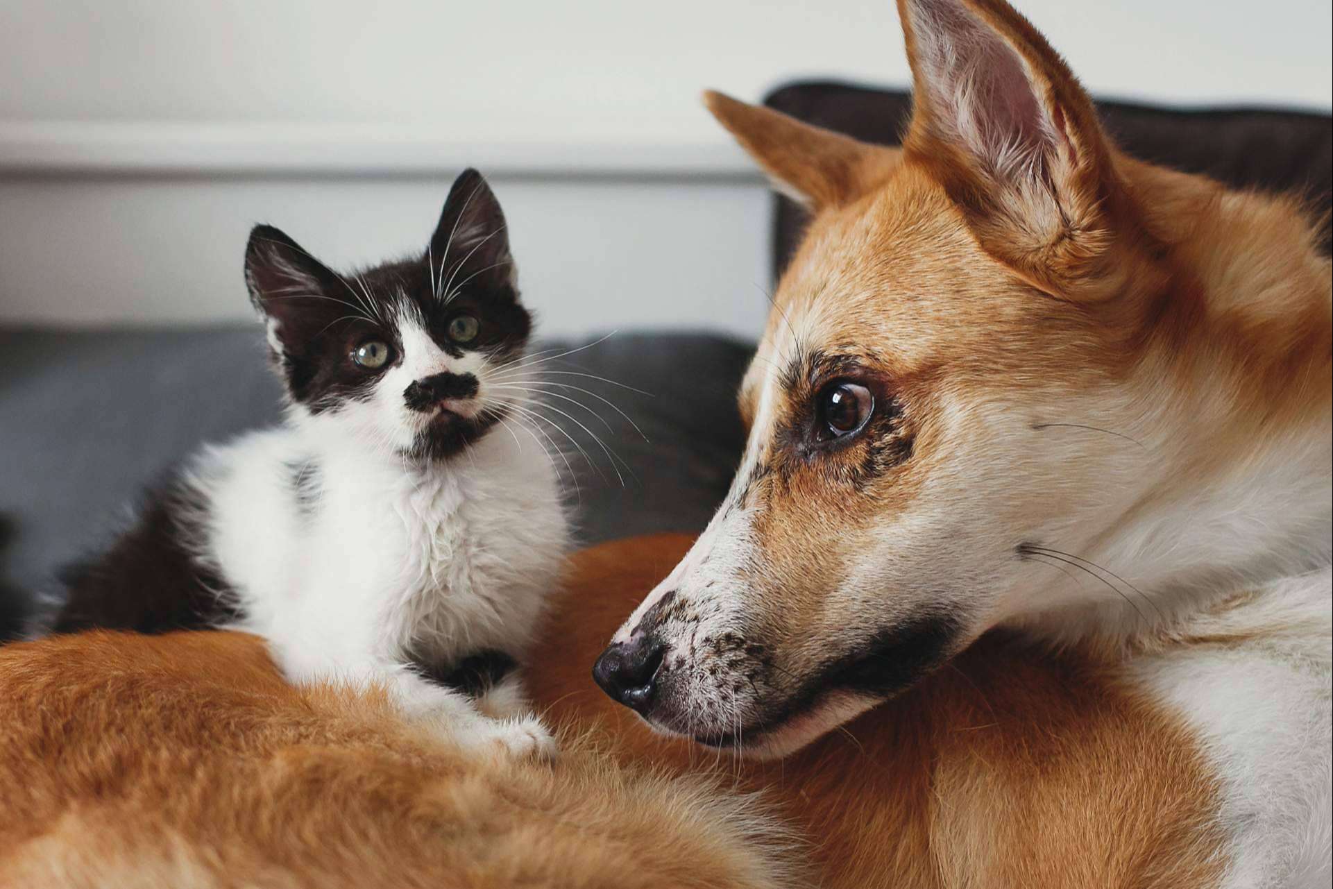 Mascotasadopcion.com ayuda a adoptar mascotas en España
