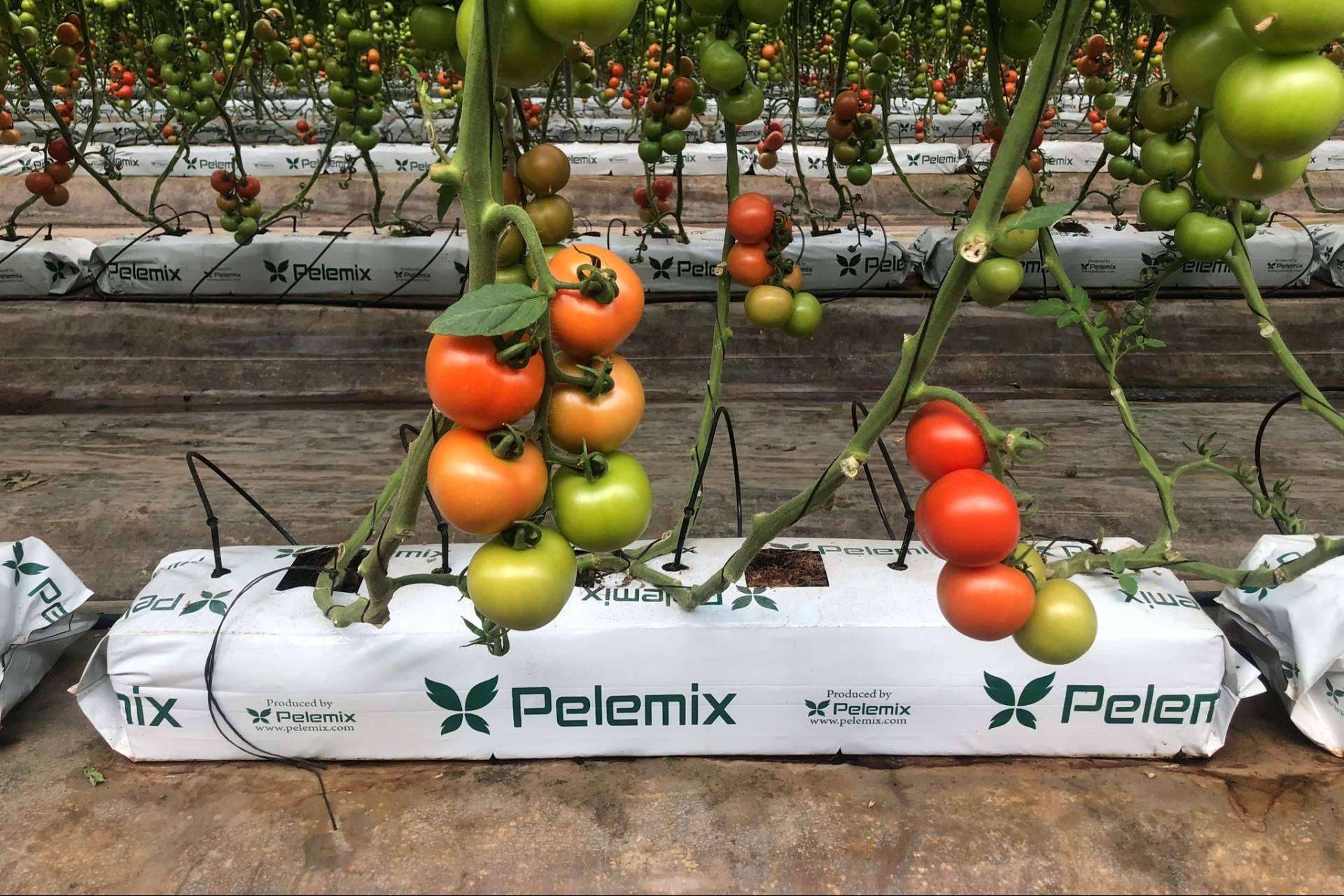 Las Grow Bags de Pelemix son una solución versátil y de calidad para cultivar tomates todo el año