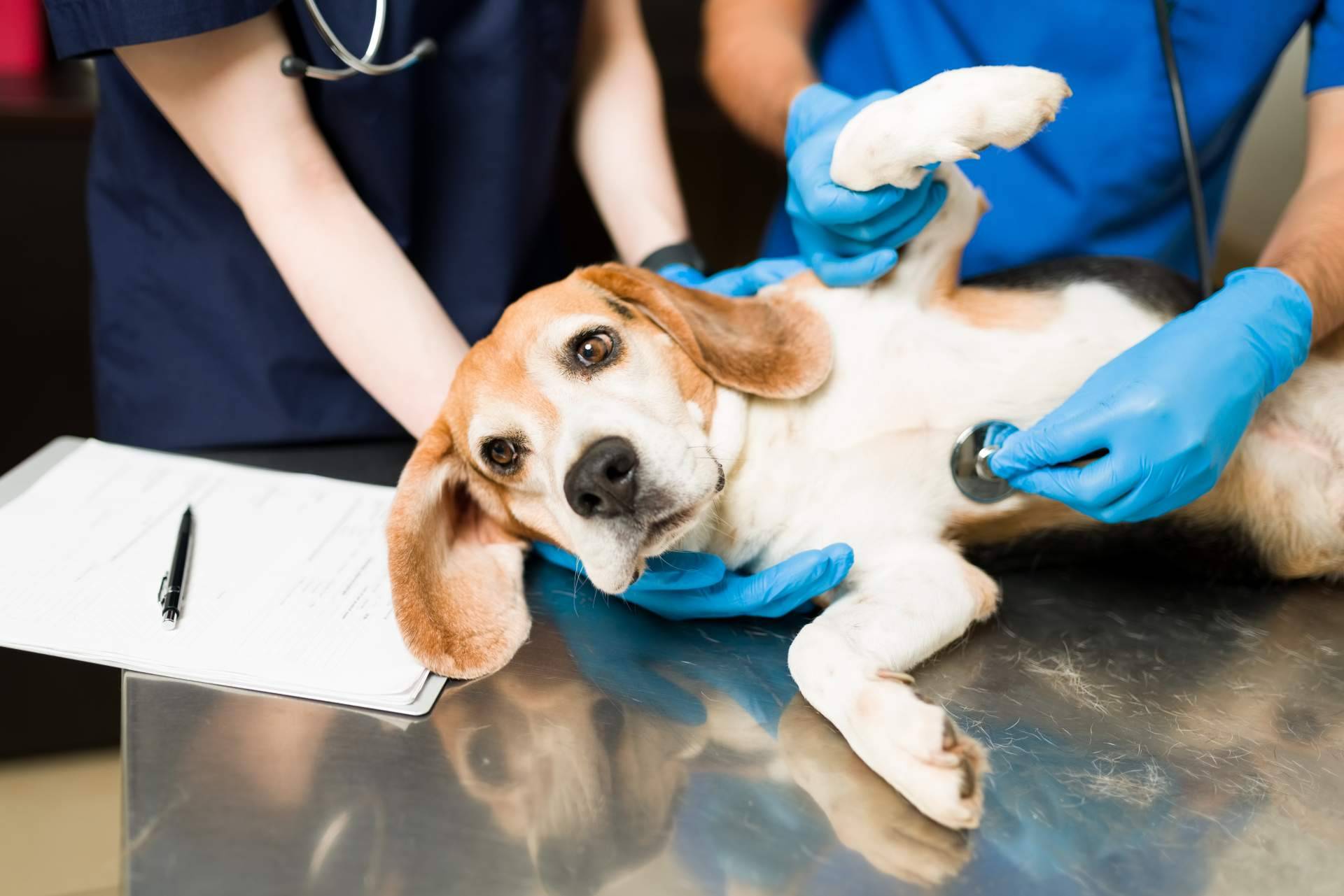 Servicio de atención y recogida profesional de mascotas fallecidas en domicilios