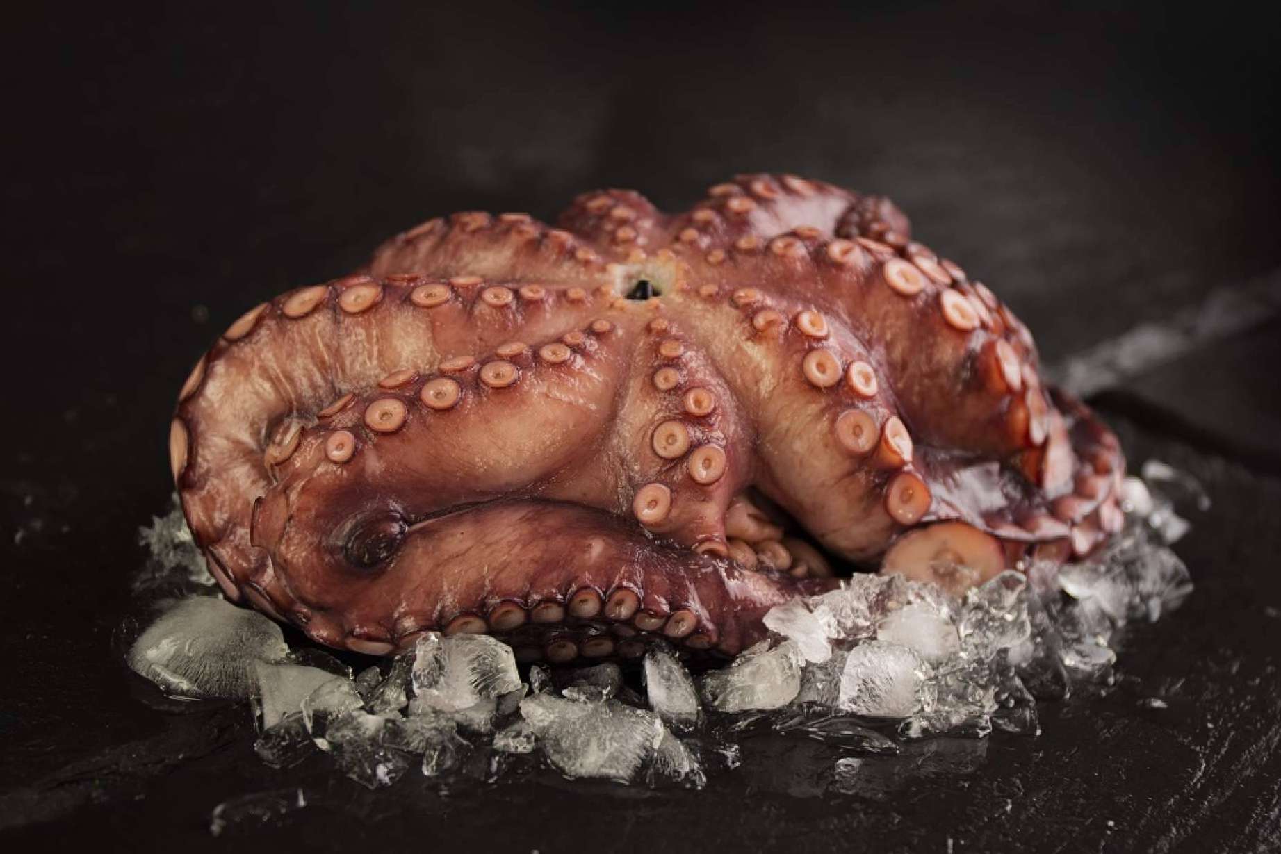 SINESCAMA ofrece la posibilidad de disfrutar del pescado y marisco gallego en cualquier parte de la Península