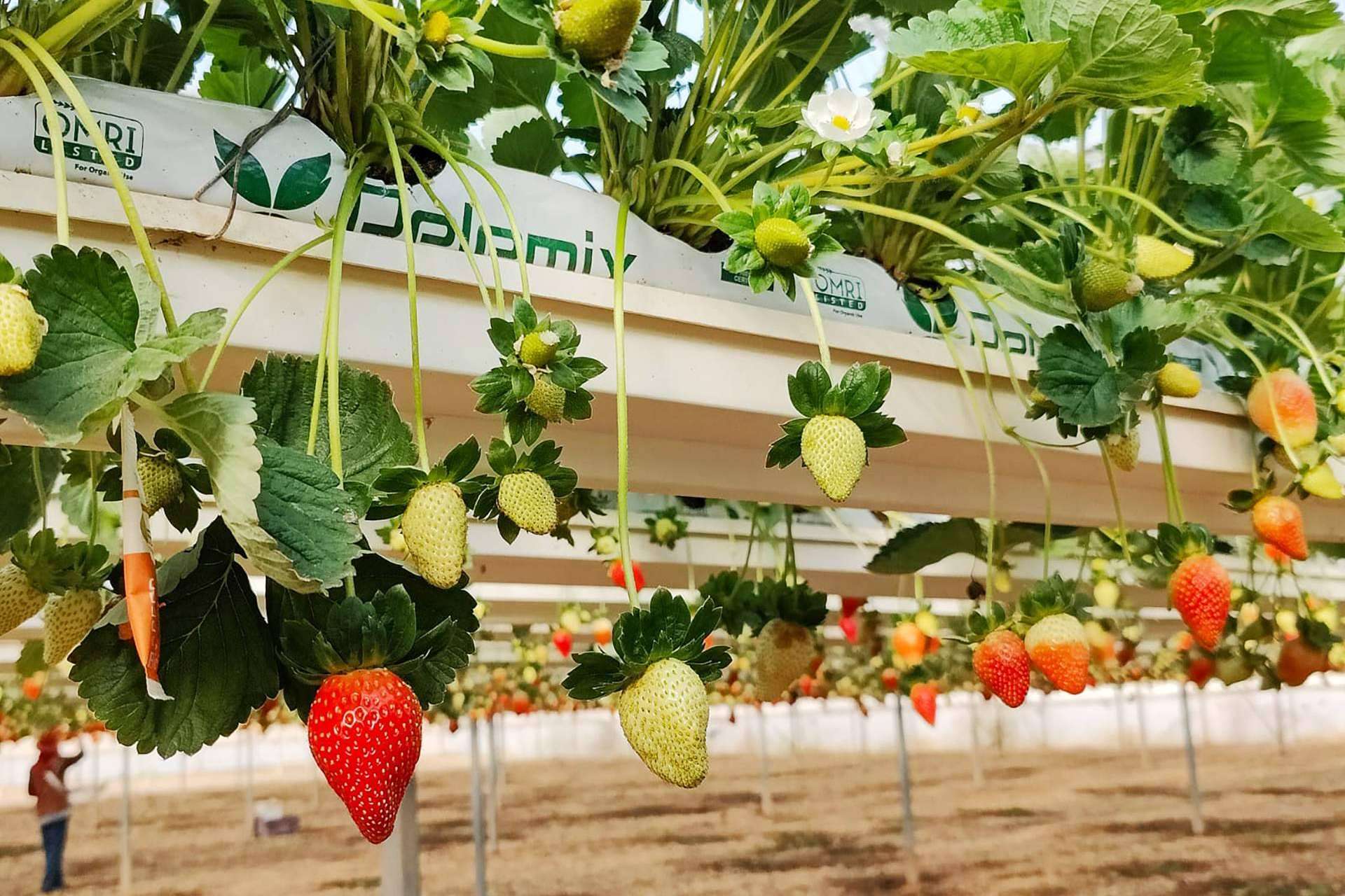 Pelemix ofrece una solución sostenible y eficaz para el cultivo de fresas con sus sustratos de coco