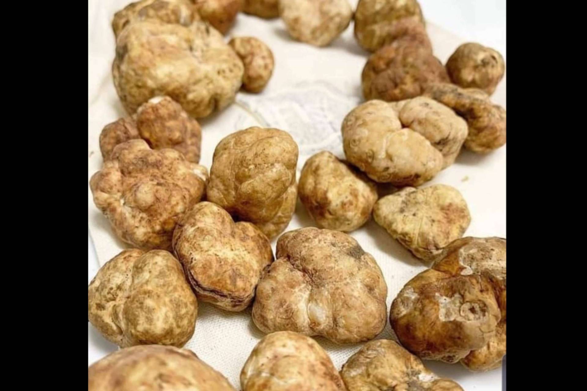 Trufa Blanca para Chef Privado y Restaurantes en Mallorca