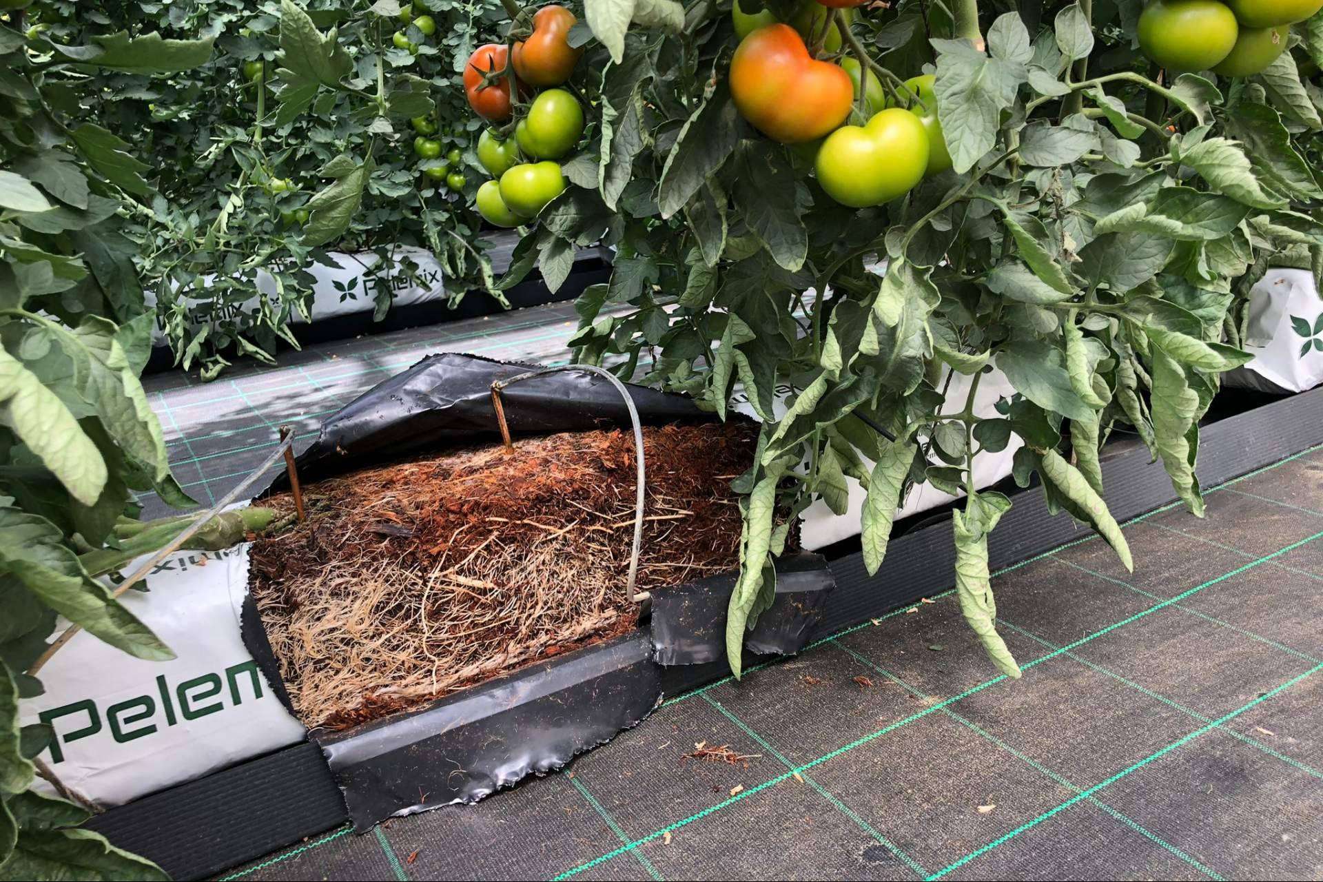 Pelemix destaca con sustratos sostenibles que optimizan el cultivo de tomates