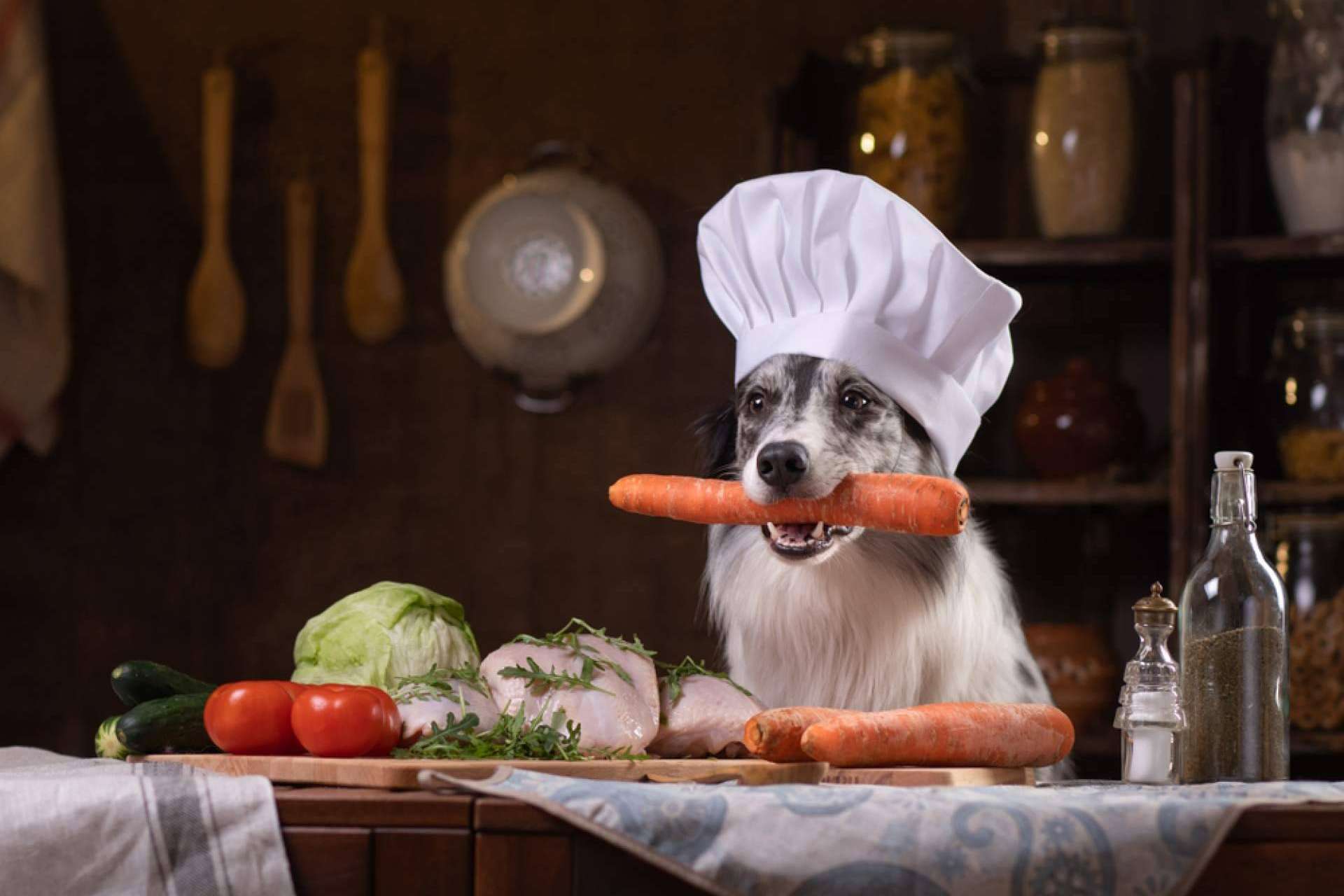 Enfermedades en perros, Dogfy Diet presenta dietas naturales y adaptadas para su bienestar