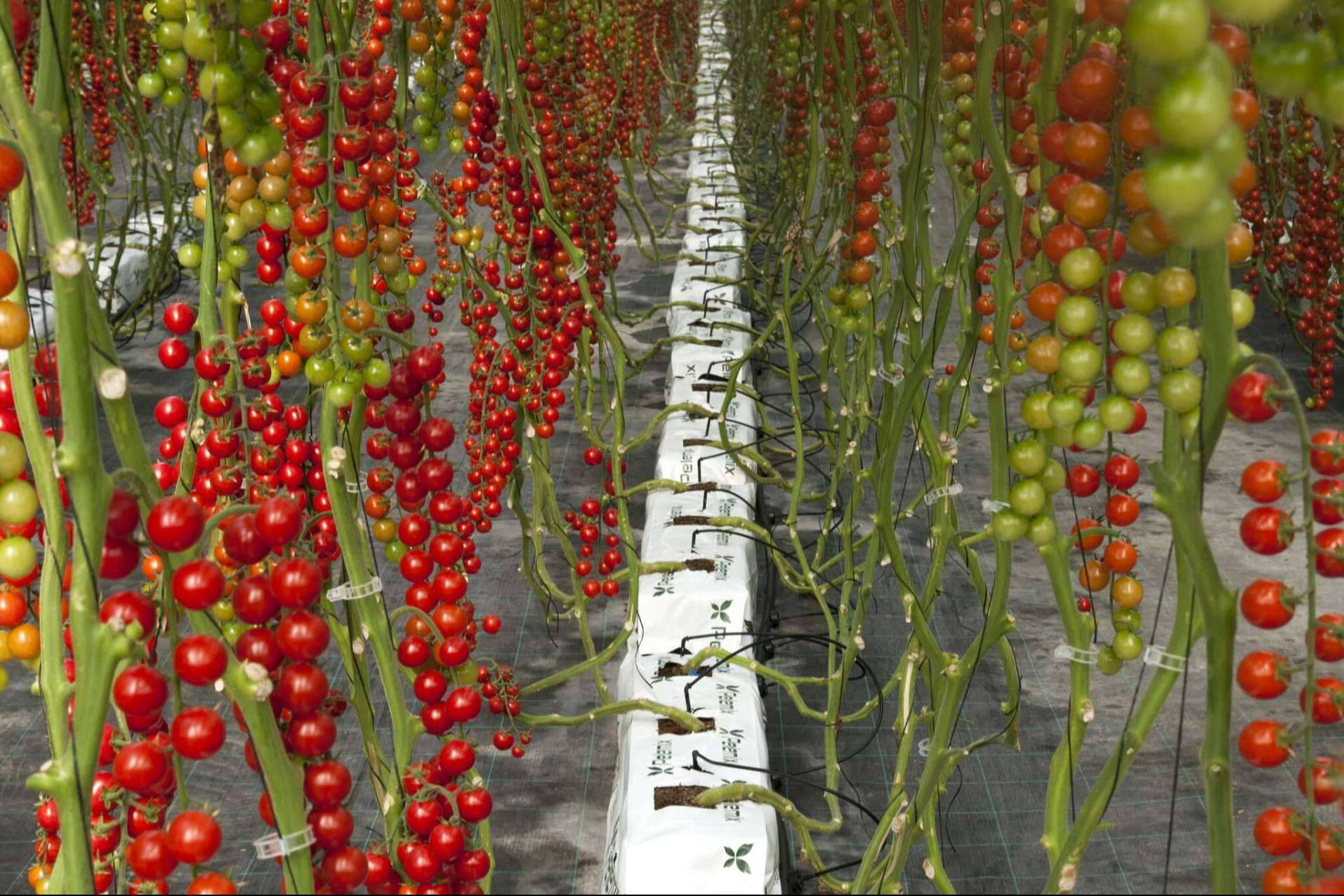 Retos para la agricultura en 2025; soluciones sostenibles para un futuro más eficiente