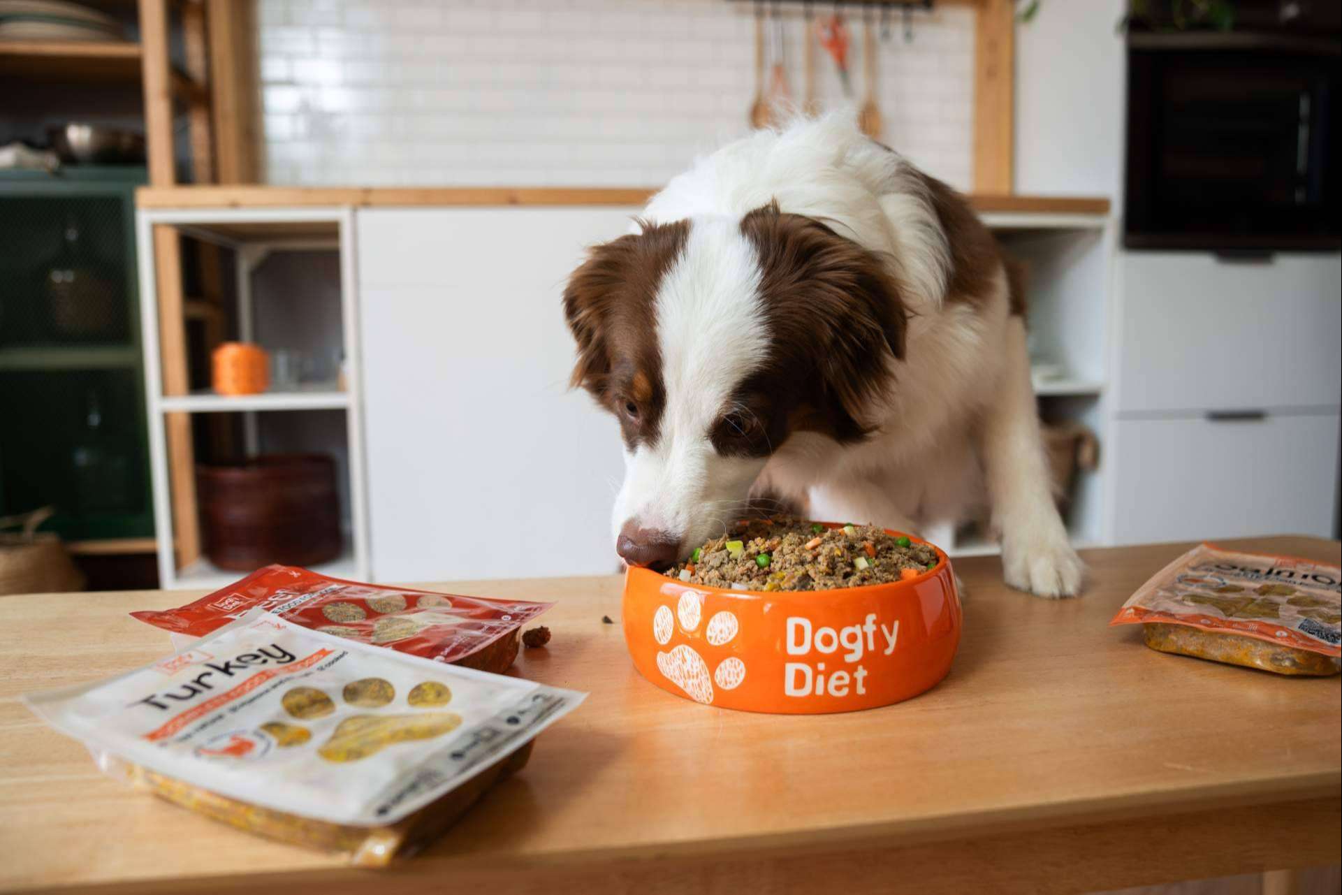 Tendencias actuales en alimentación natural para perros