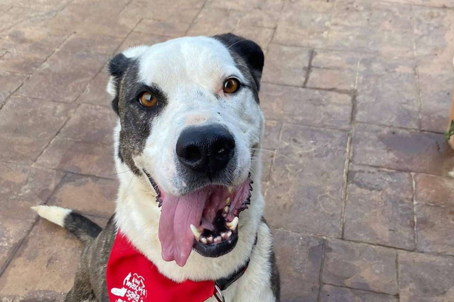 SOS Vidas, esperanza y protección para los animales en situación de abandono
