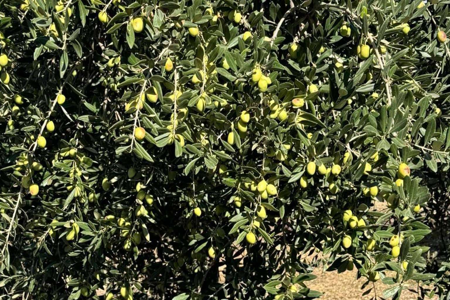 Tercio de las Torres, el aceite de oliva gourmet que define el sabor del Mediterráneo
