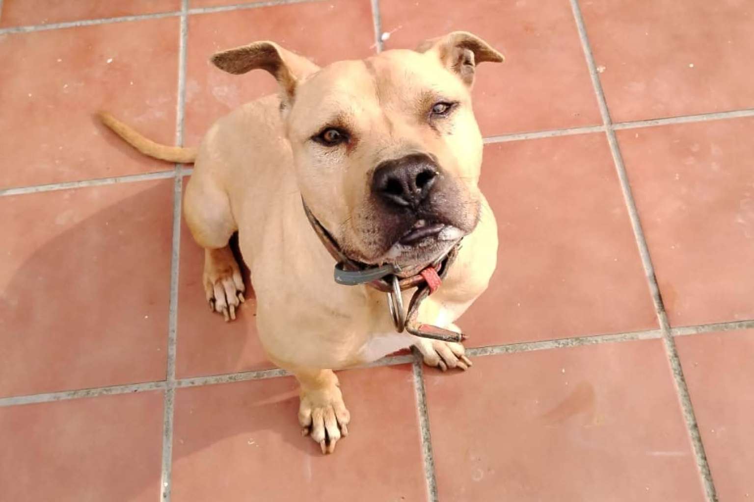 El rescate de animales maltratados, una labor que SOS Vidas mantiene pese a la falta de apoyo institucional