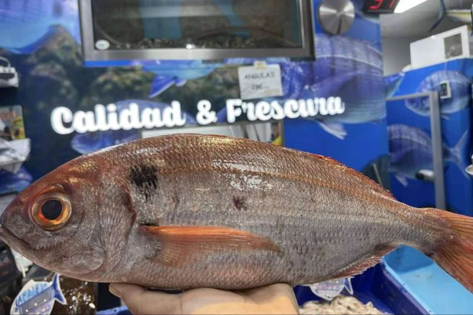 Del mar a la mesa; la apuesta de Pescadería Younes Ceuta por los pescados y mariscos frescos
