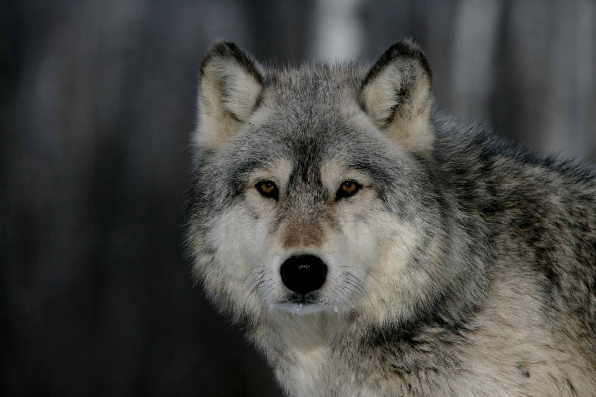 Naturaleza y terror se cruzan en las historias de lobos escritas por Diego de Membiela