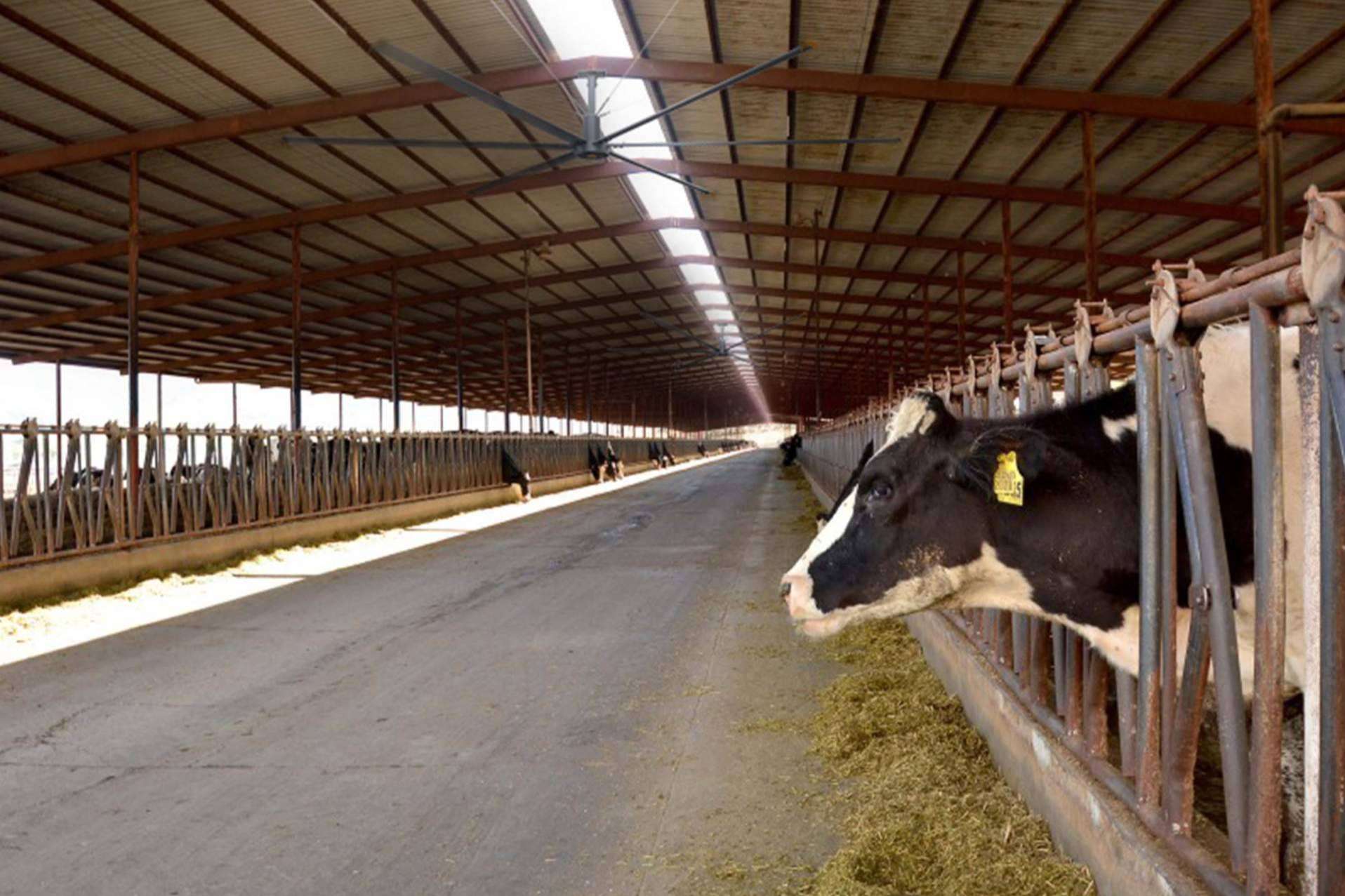 Lfans revoluciona la ventilación ganadera industrial con una cobertura de hasta 1.800 m²